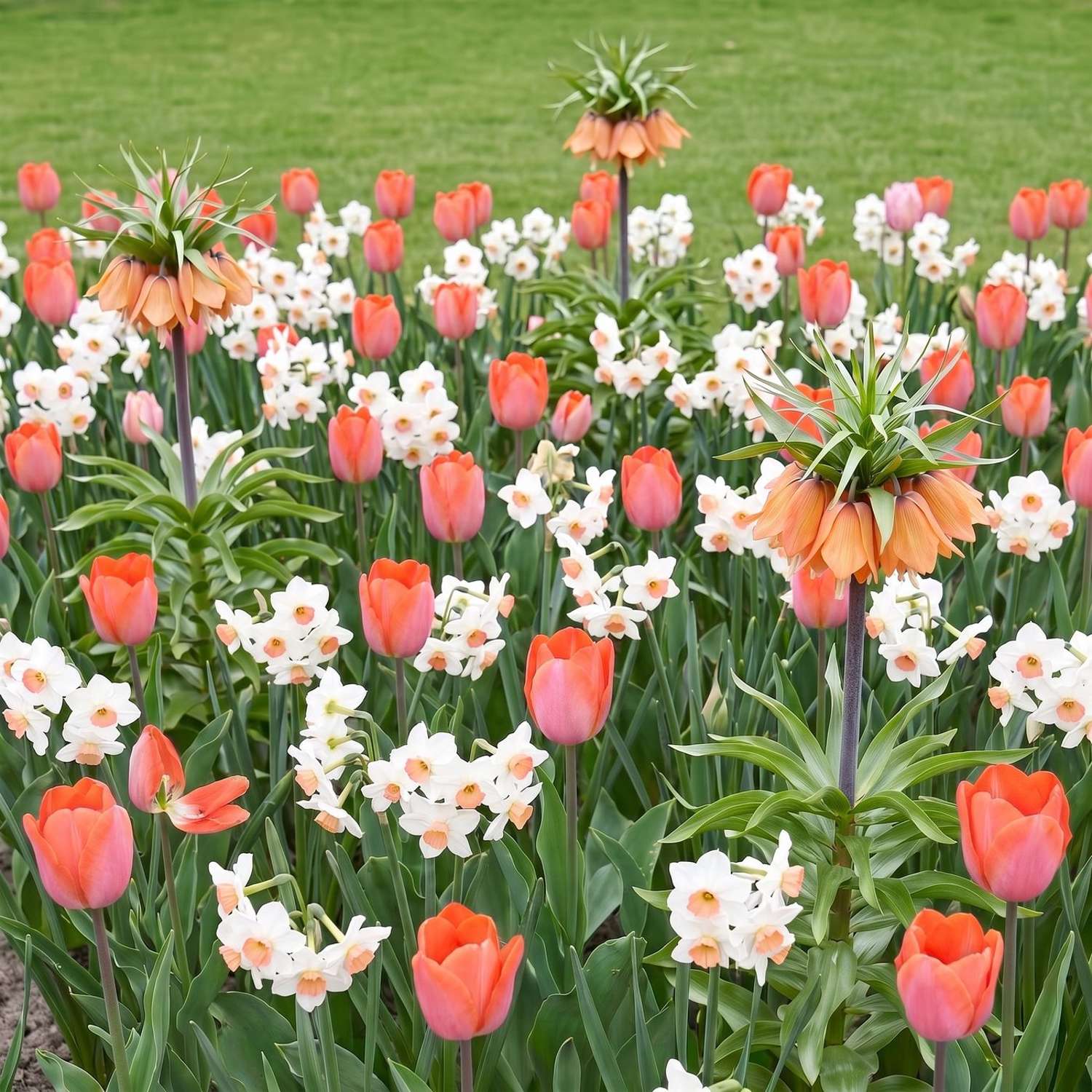 Færdigbed 'Crown Jewel' (1 m²)