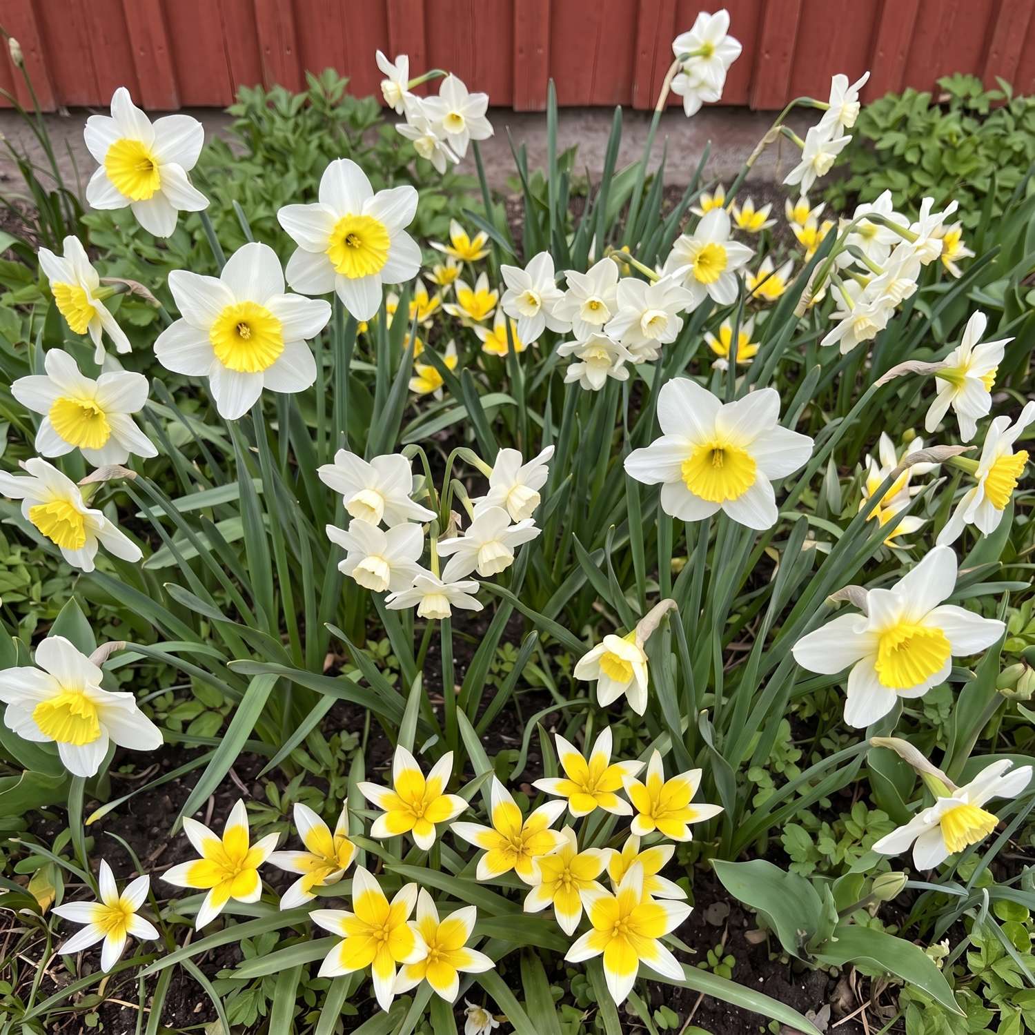 Færdigbed 'Forever Yellow & White' (1 m²)