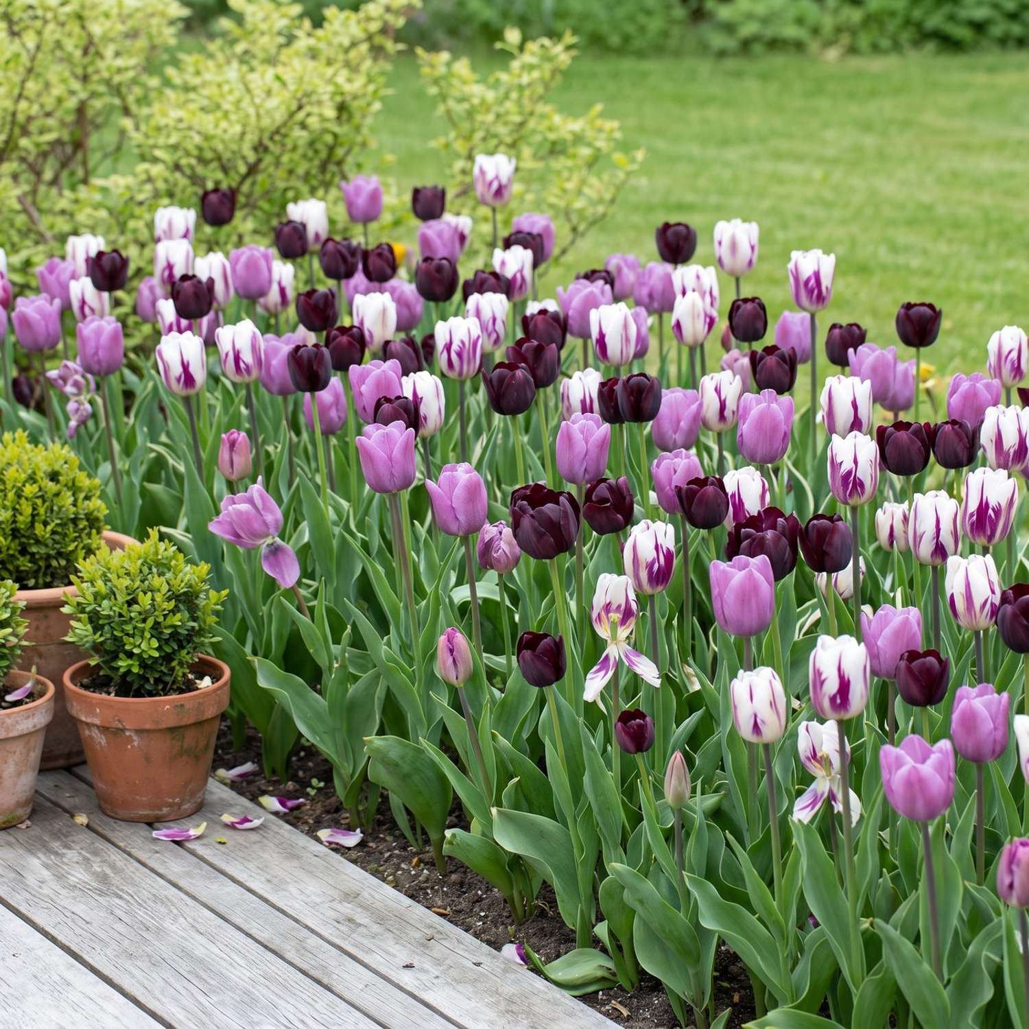 Færdigbed 'Ink & Lilac' (1 m²)