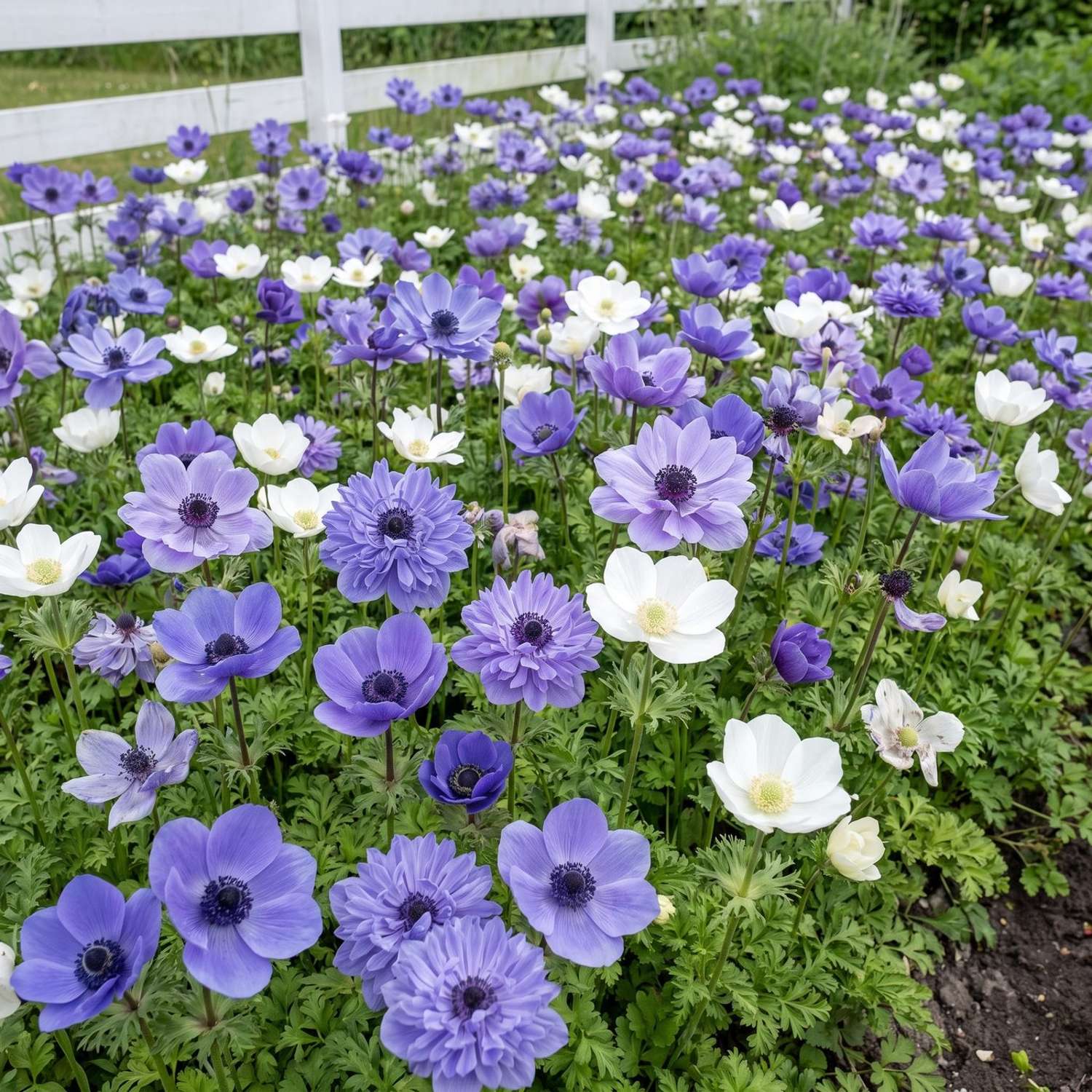 Færdigbed 'Nordic Blue' (1 m²)
