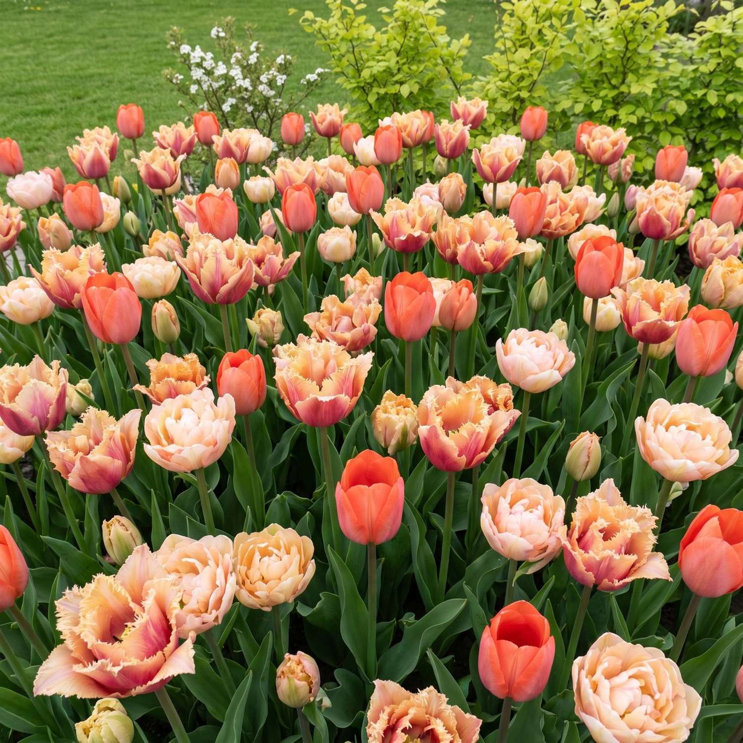 Færdigbed 'Peach Melba' (1 m²)
