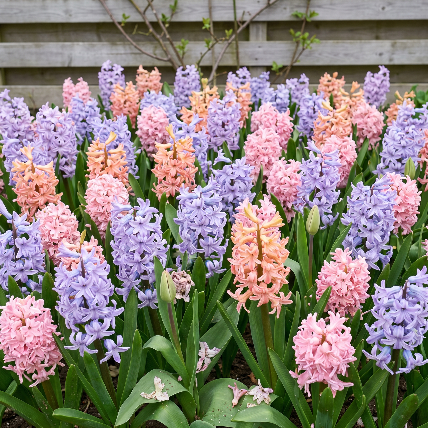 Færdigbed 'Perfume' (1 m²)