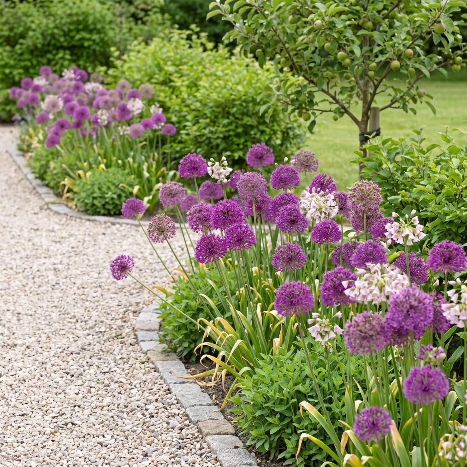 Færdigbed 'Pompom' (1 m²)
