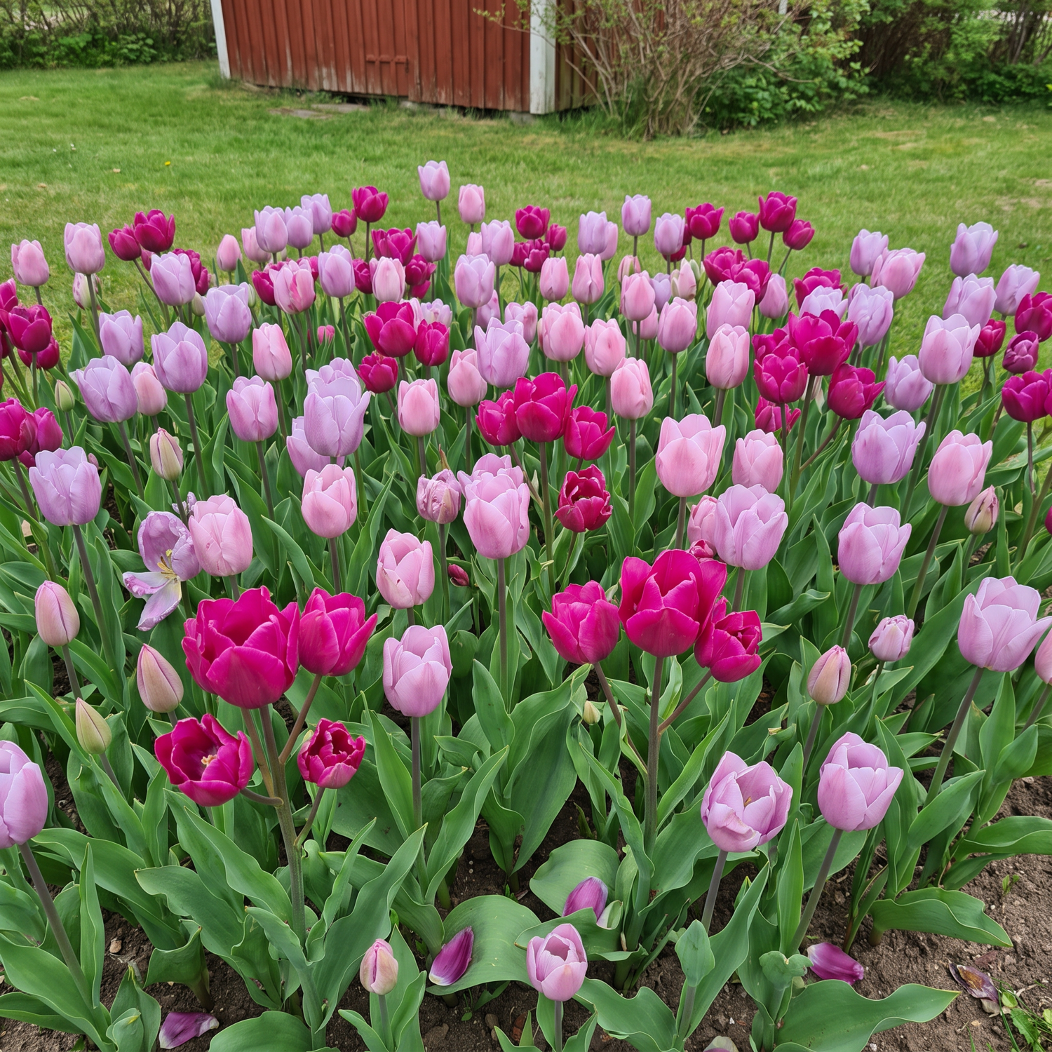 Færdigbed 'Purple Rain' (1 m²)