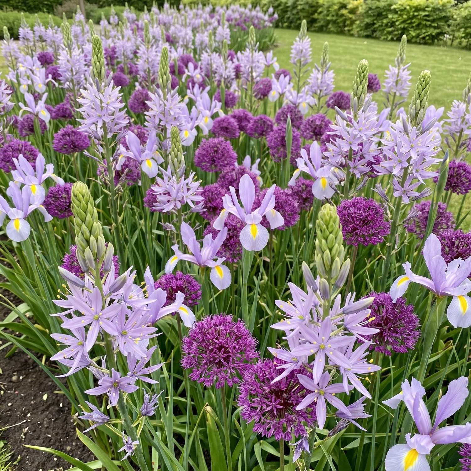 Færdigbed 'Silver Lilac' (1 m²)