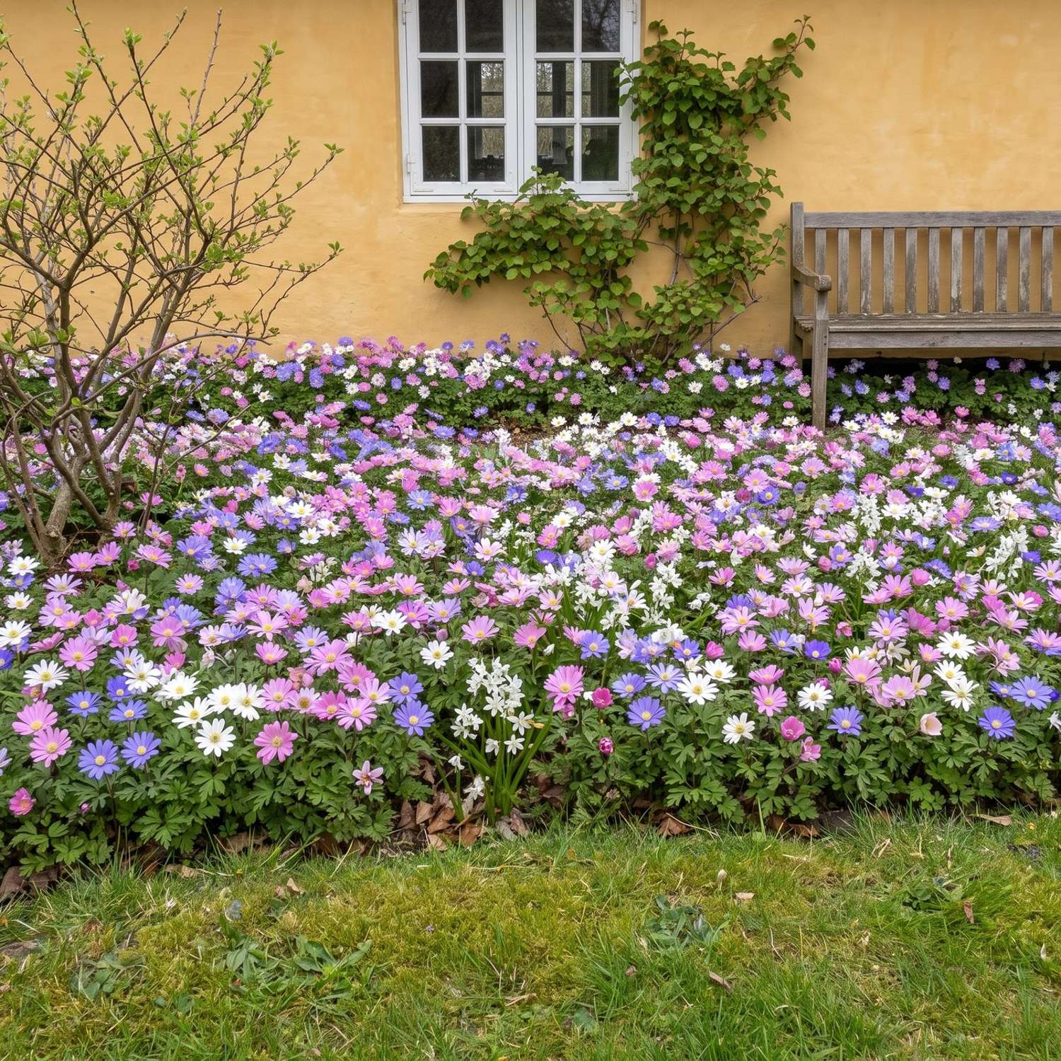 Færdigbed 'Starry Carpet' (1 m²)