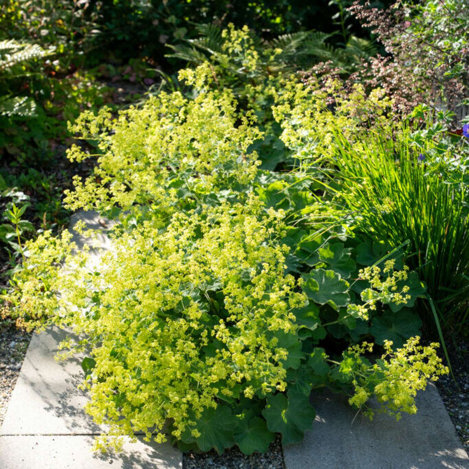 Løvefod (Alchemilla mollis)