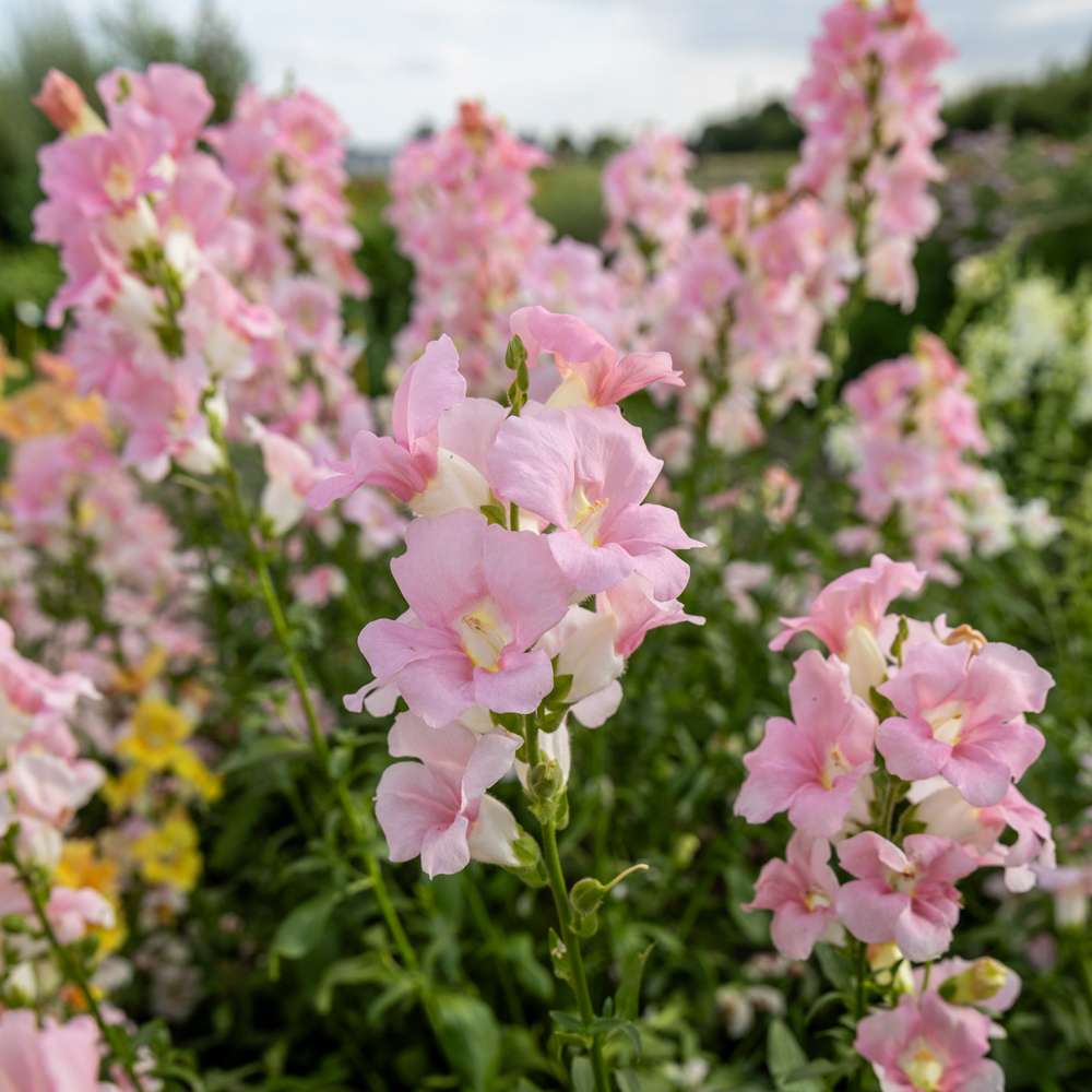 Løvemund 'Doubleshot Appleblossom' (frø)