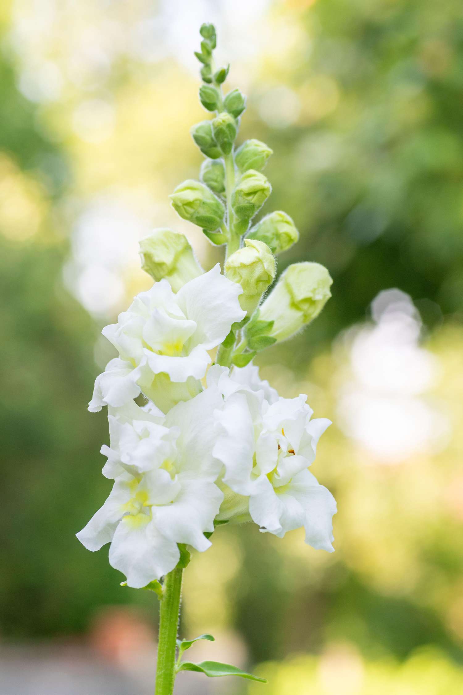 Løvemund 'Madame Butterfly Ivory' (frø)