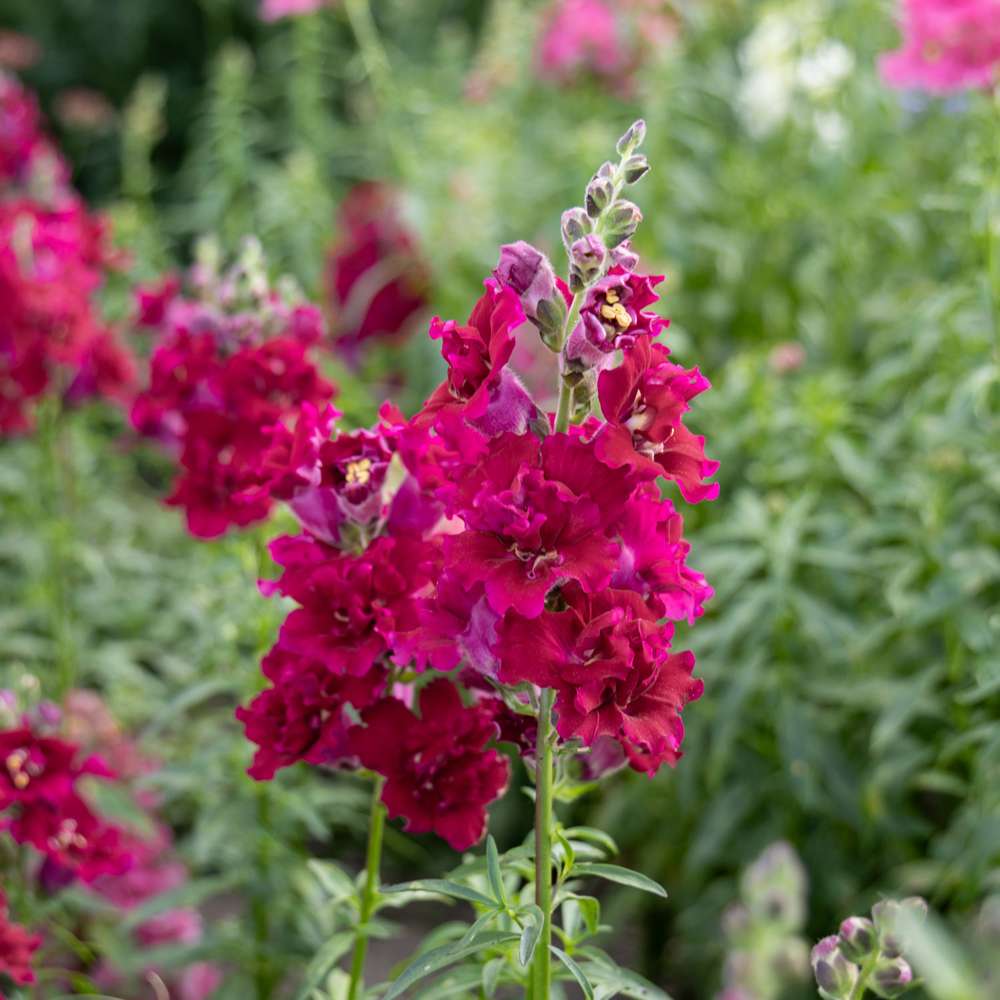 Løvemund 'Madame Butterfly Rød' (frø)