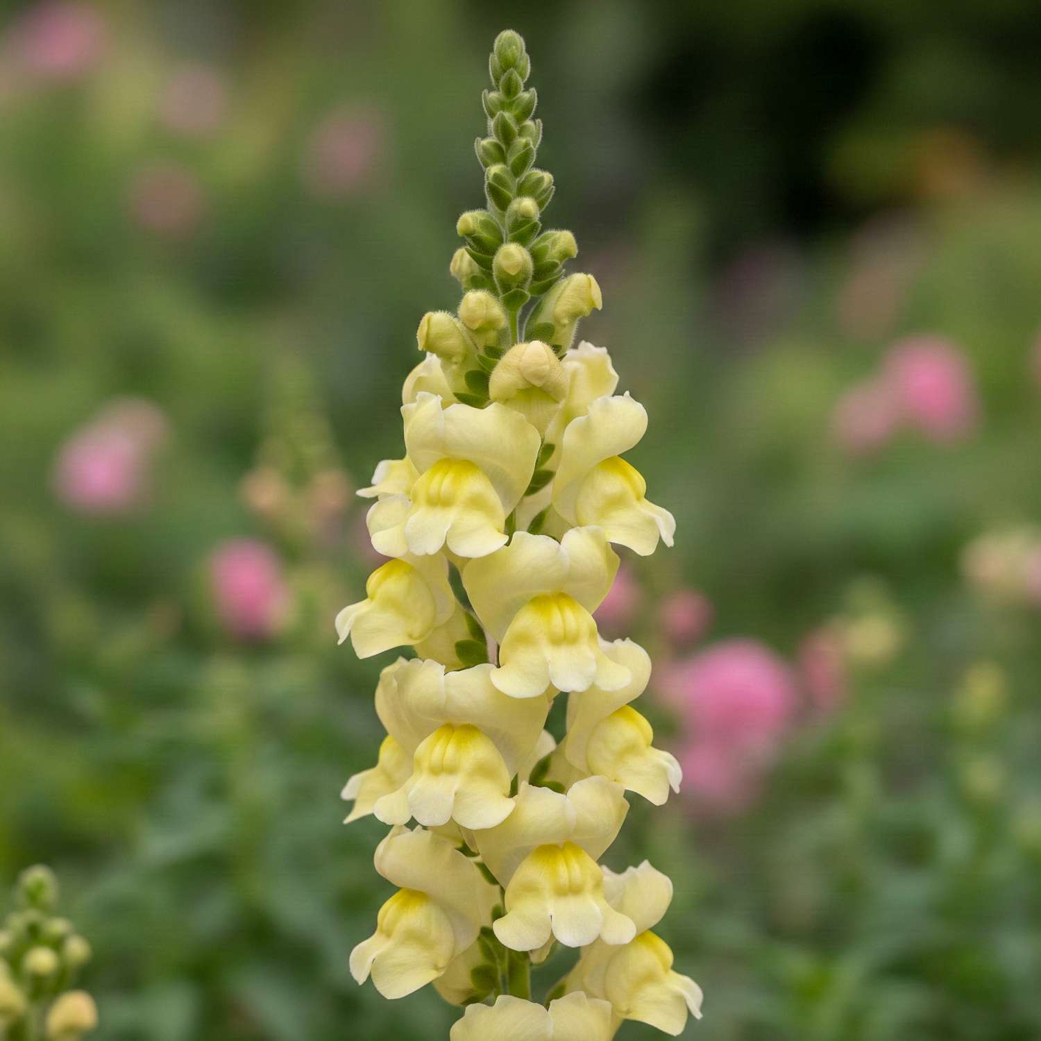Løvemund 'Madame Butterfly Yellow' (frø)