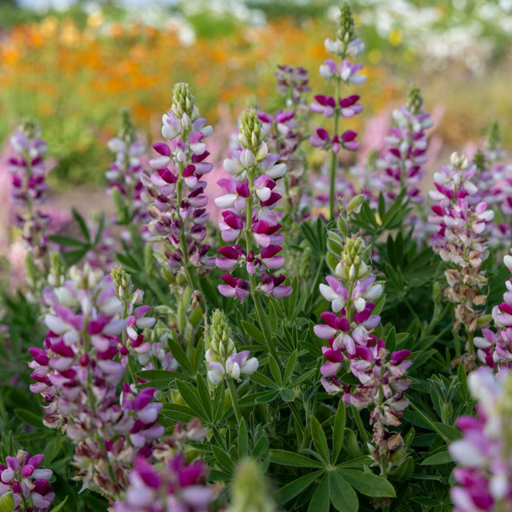 Lupin 'Avalune Red-White' (frø)