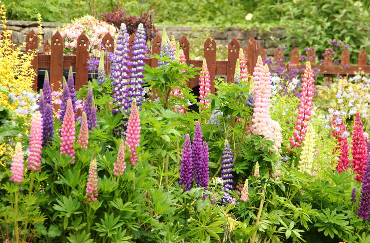 Lupin Mix (10 stk)