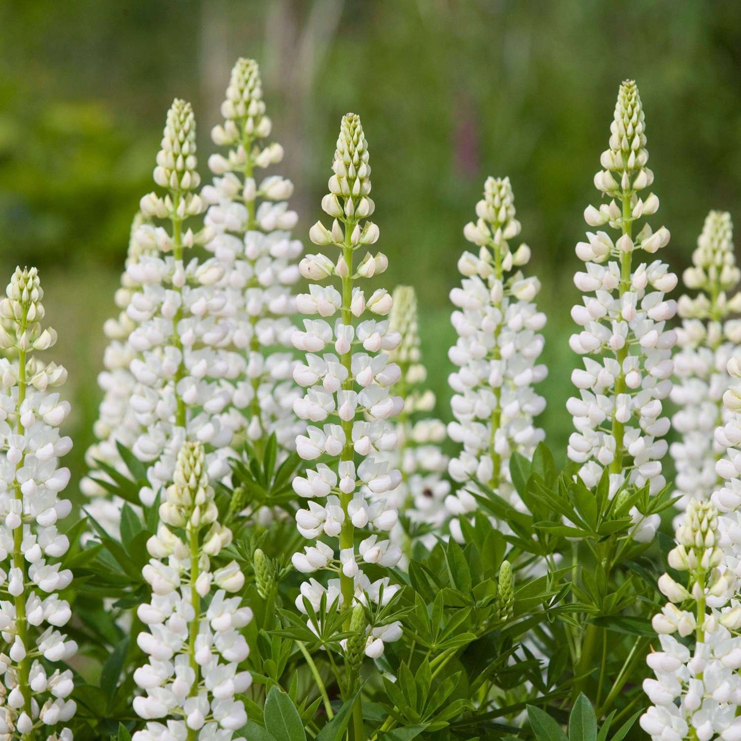 Lupin 'Noblemaiden' (hvid)