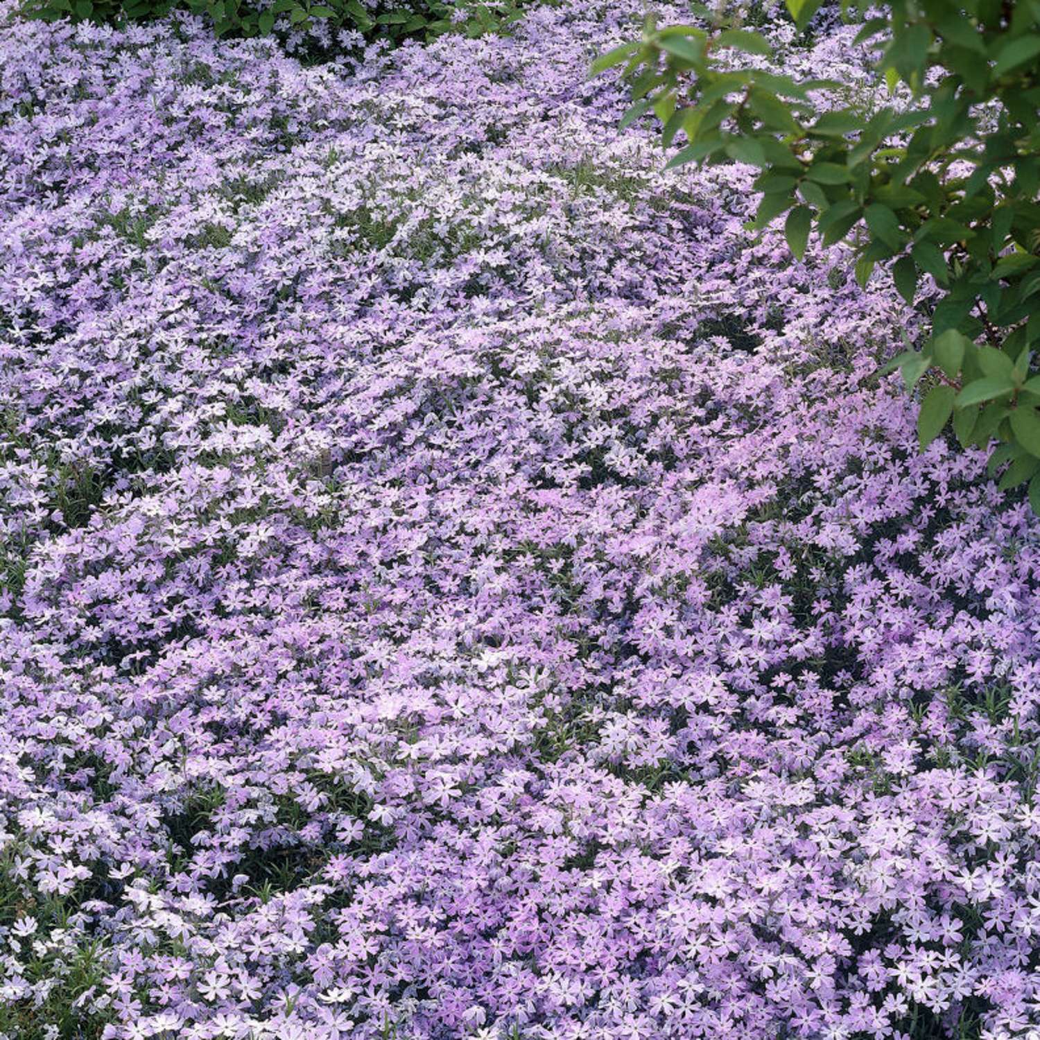 Lyngfloks 'Emerald Cushion Blue' (Phlox subulata)