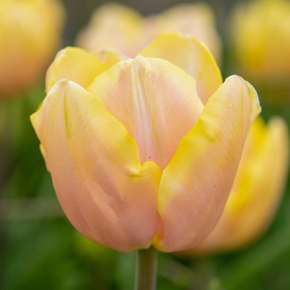 Tulipan 'Mango Charm'