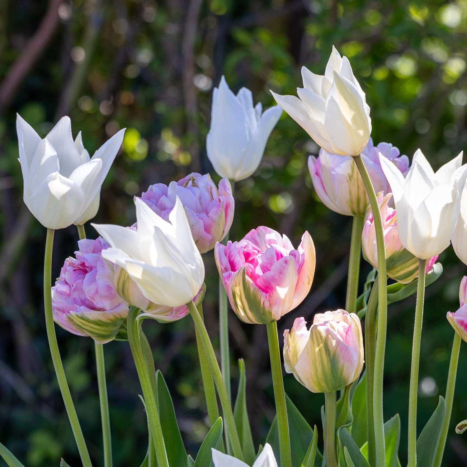 Tulipanblanding 'Mary'