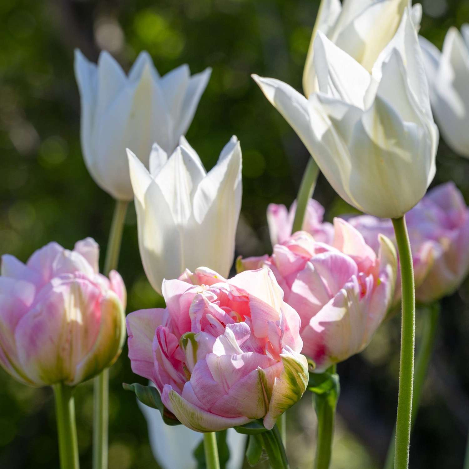 Tulipanblanding 'Mary'