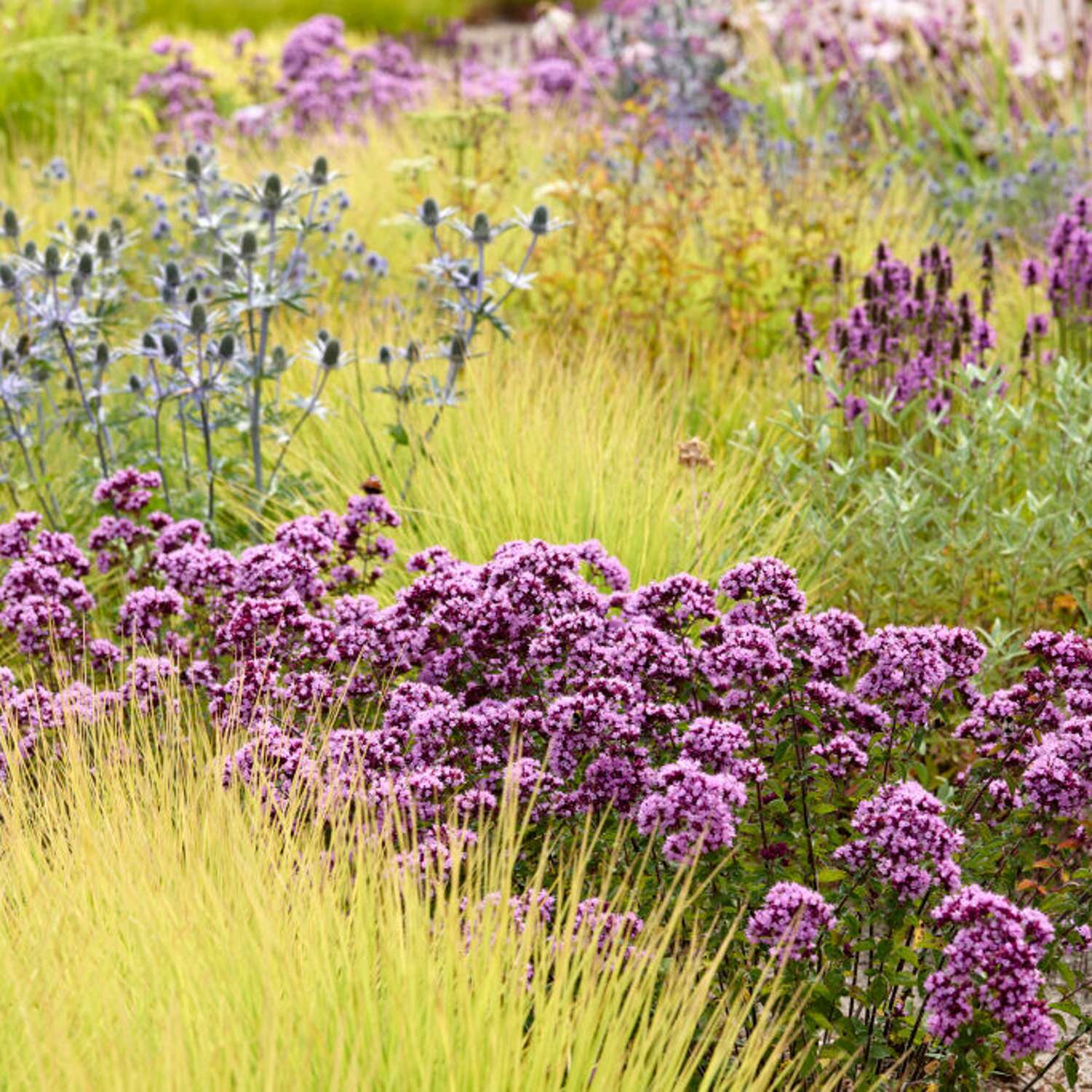 Merian 'Rosenkuppel' (Origanum)