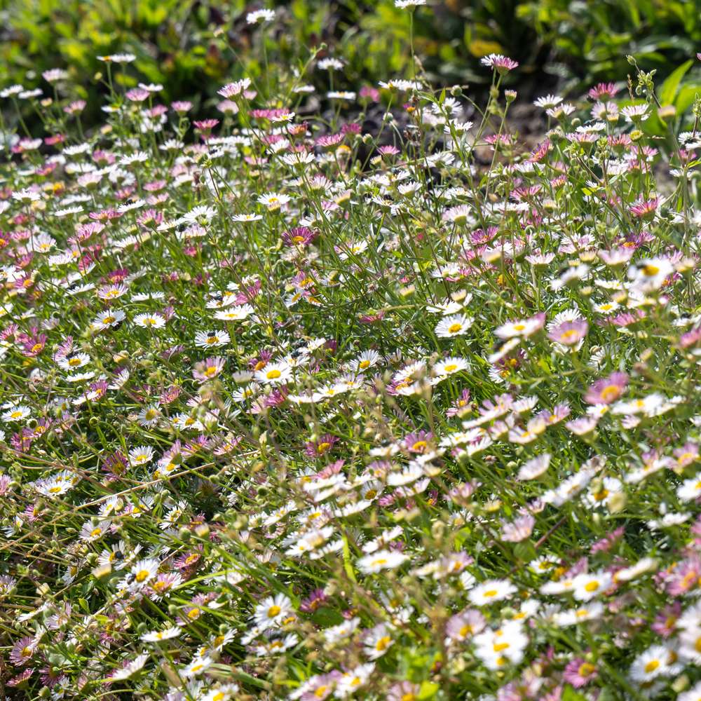 Mexicansk Bakkestjerne 'Profusion' (frø)