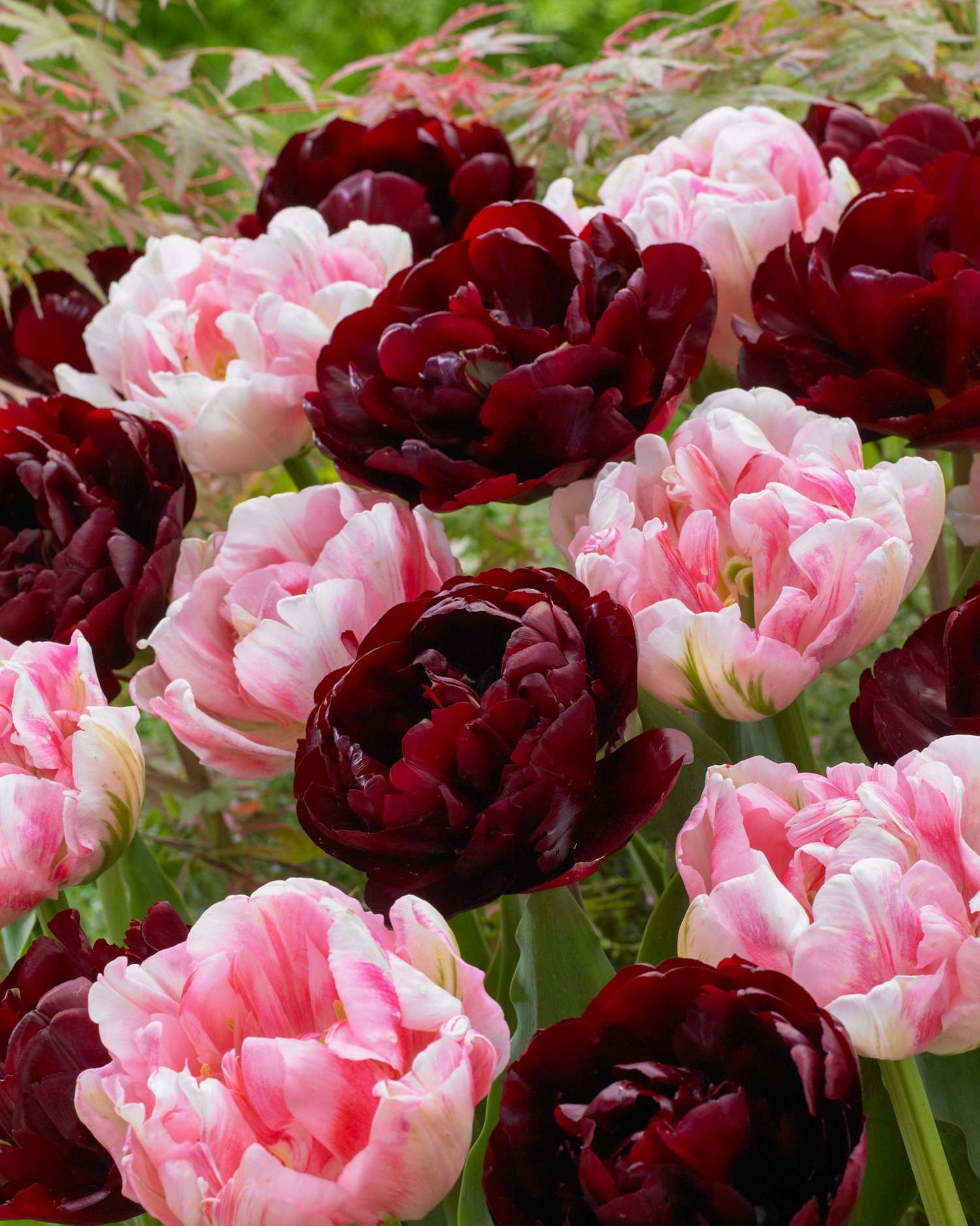 Tulipanblanding 'Mia'