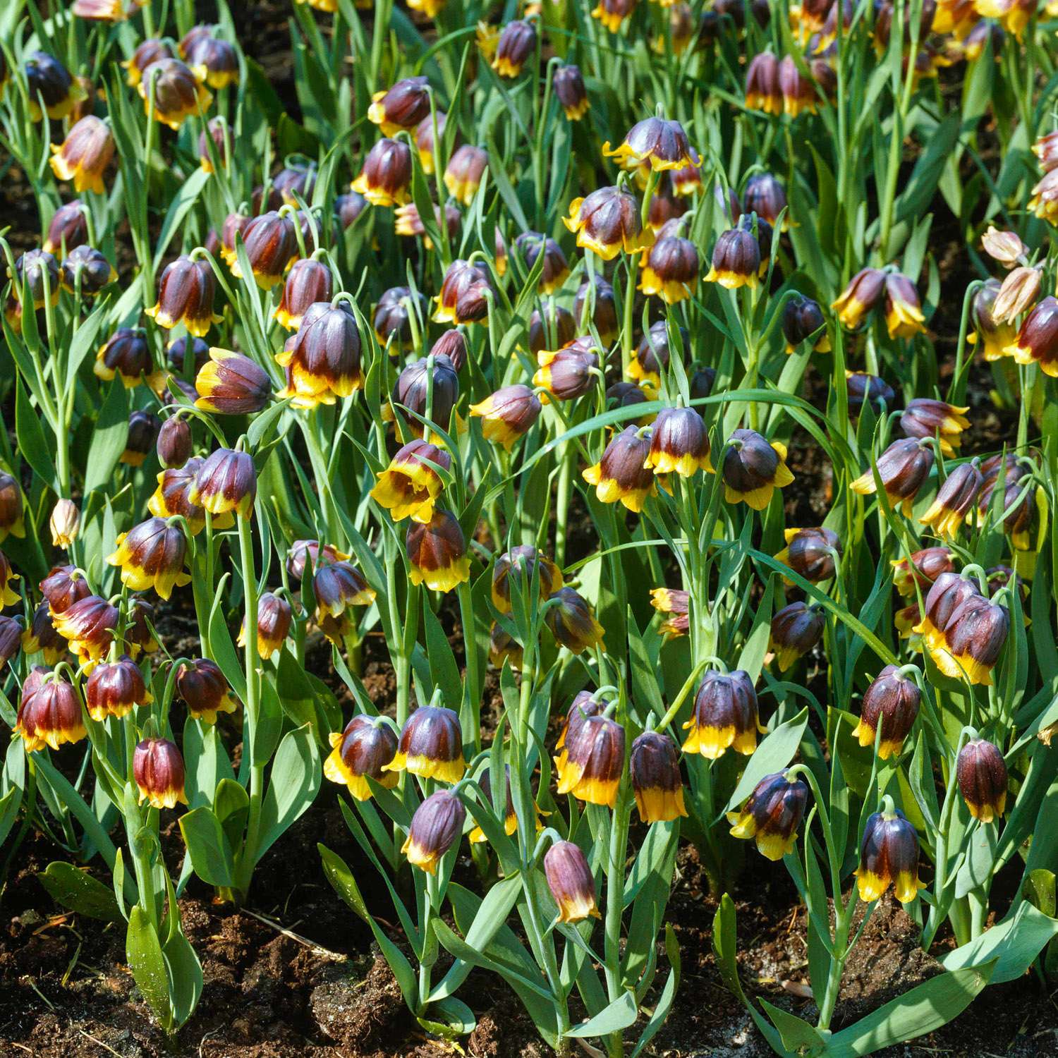 Fritillaria Michailovskyi