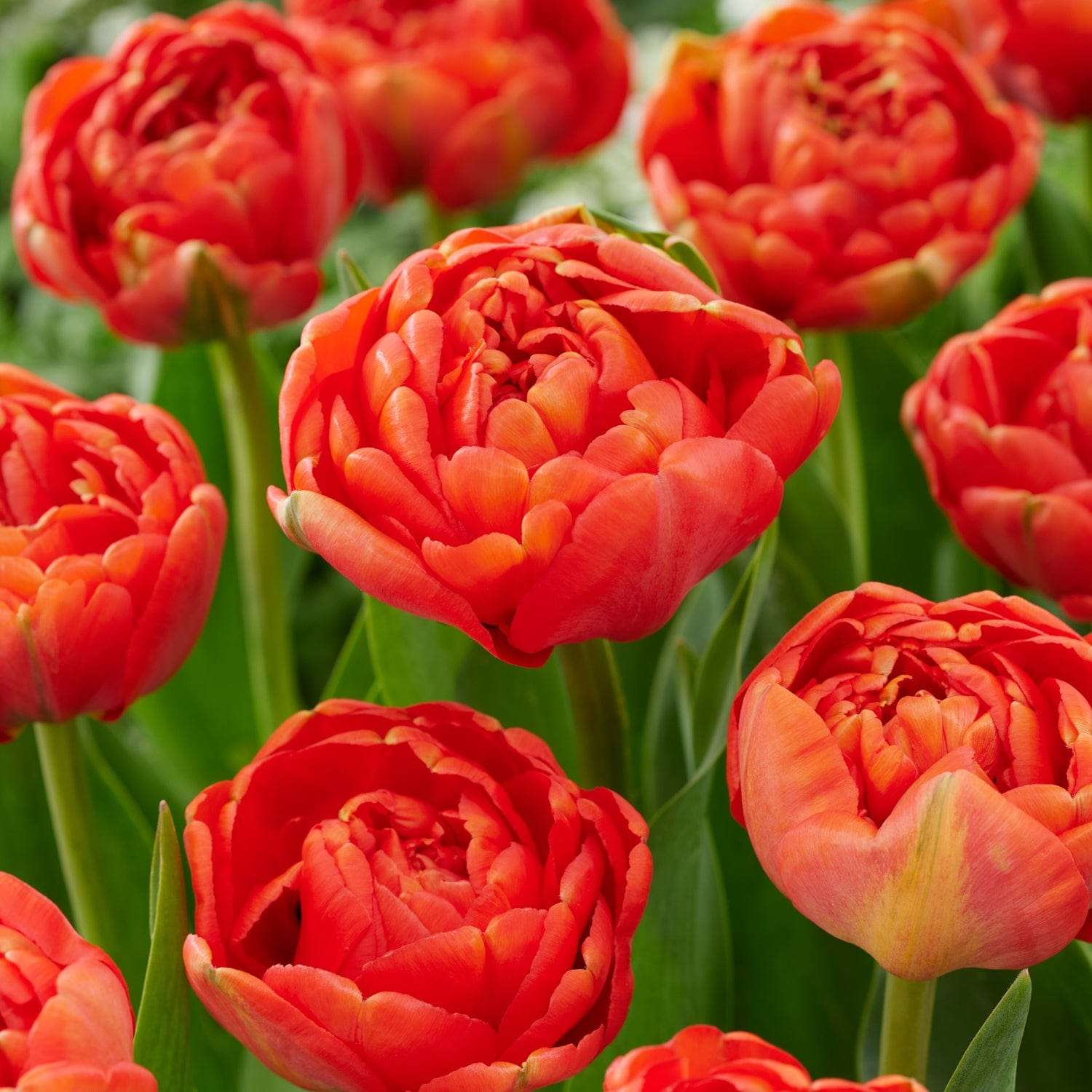 Tulipan 'Miranda'