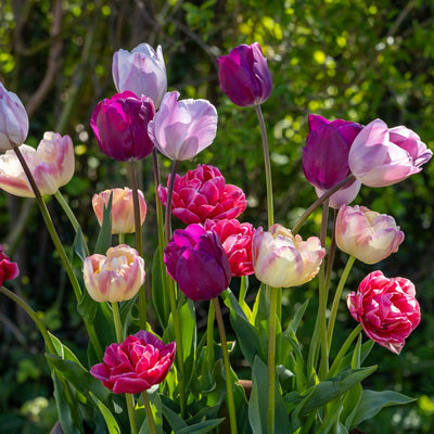 Mixed Pastels' - Tulipanblanding