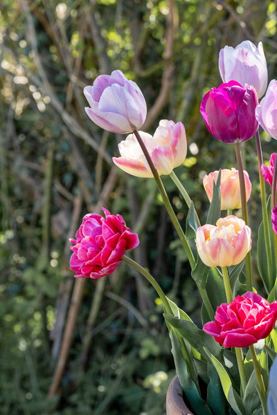 Mixed Pastels' - Tulipanblanding