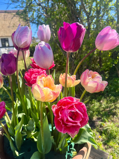 Mixed Pastels' - Tulipanblanding