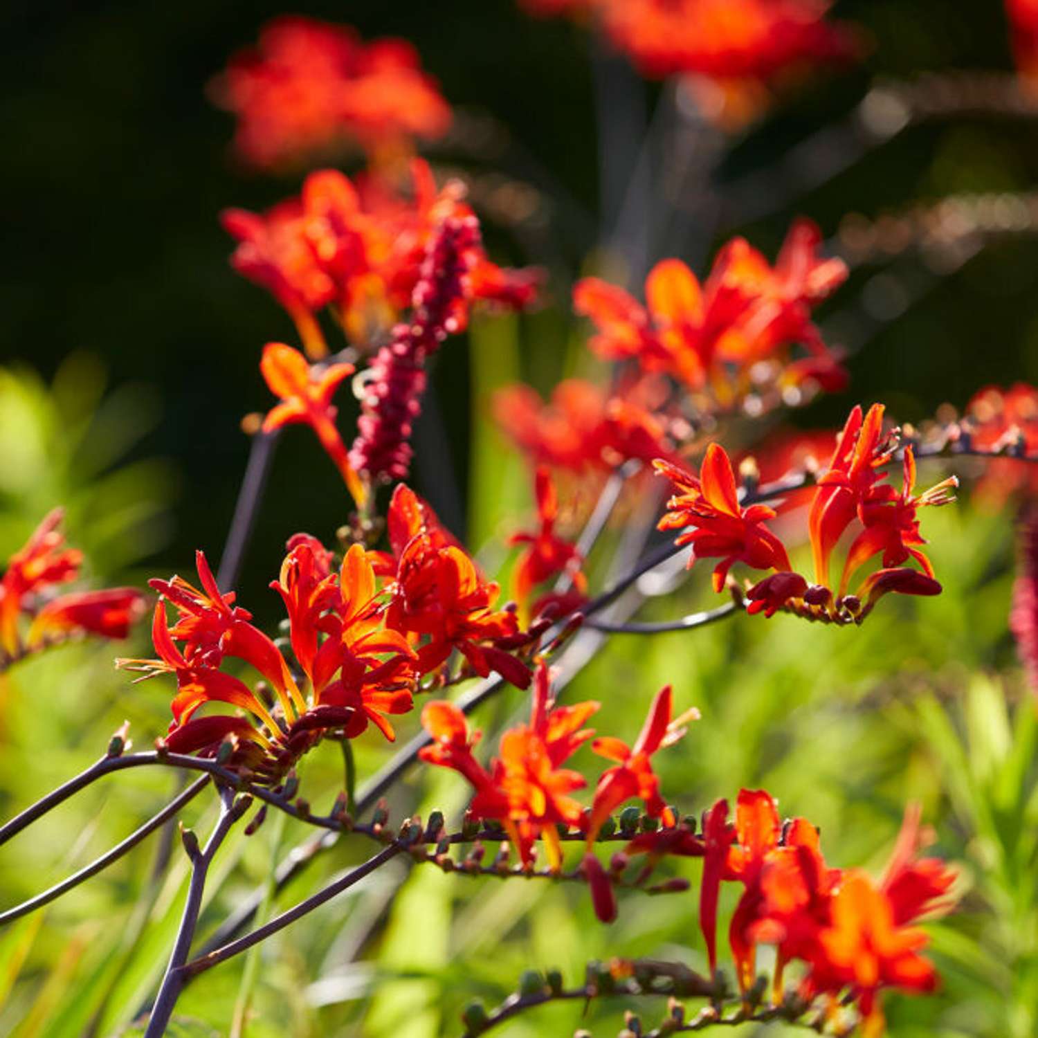 Montbretia 'Lucifer' (Crocosmia)
