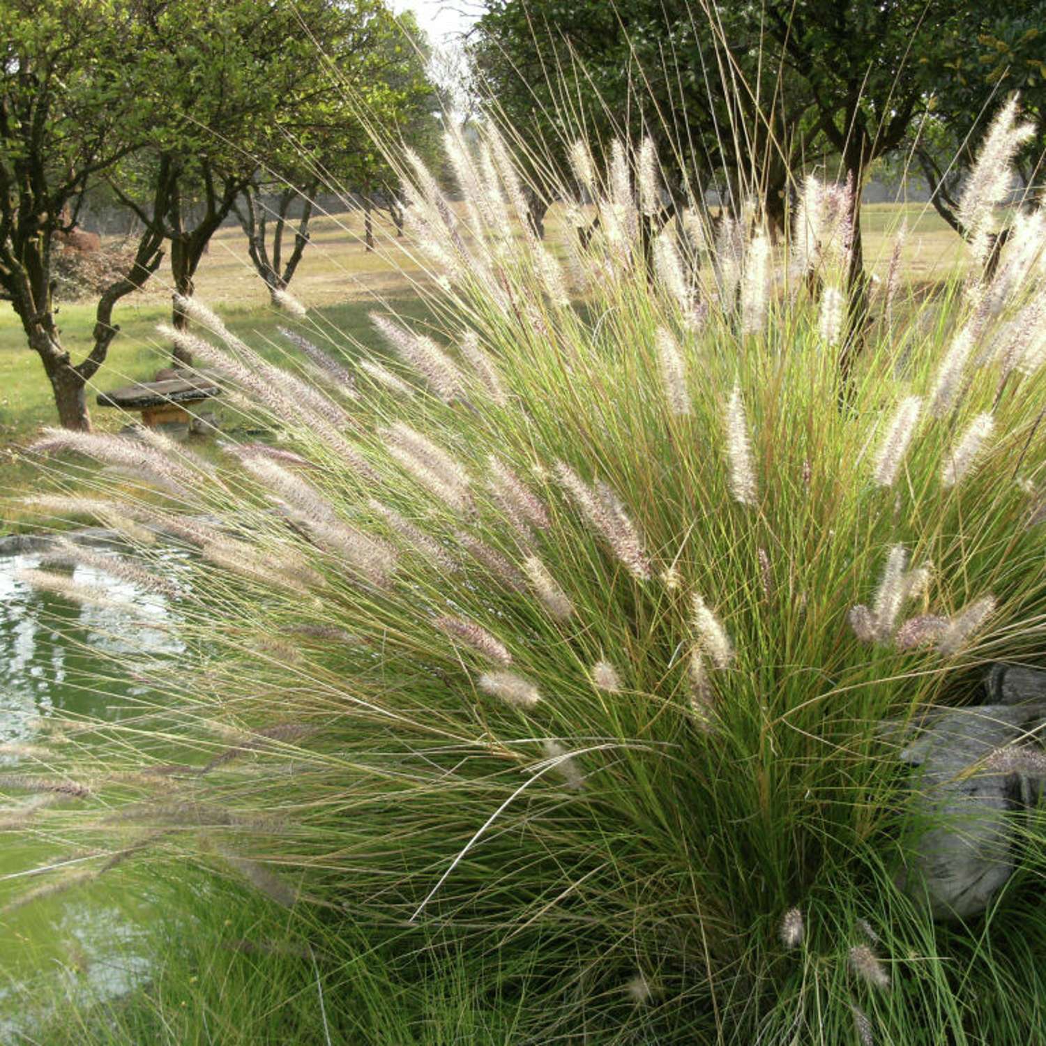 Mosebunke 'Goldtau' (Deschampsia cespitosa)