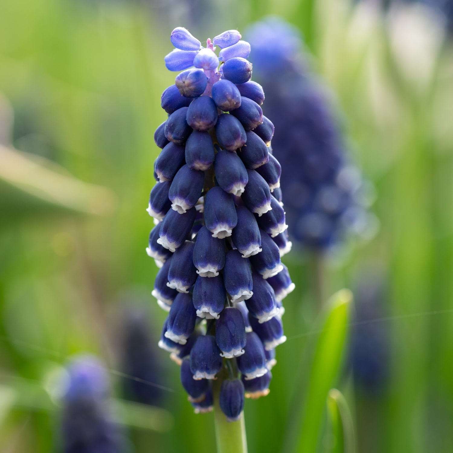 Muscari 'Night Eyes'