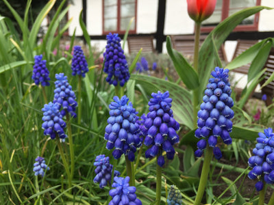 Muscari 'Armeniacum'