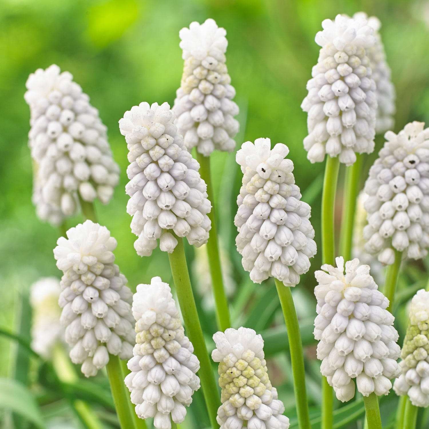 Muscari 'Siberian Tiger'