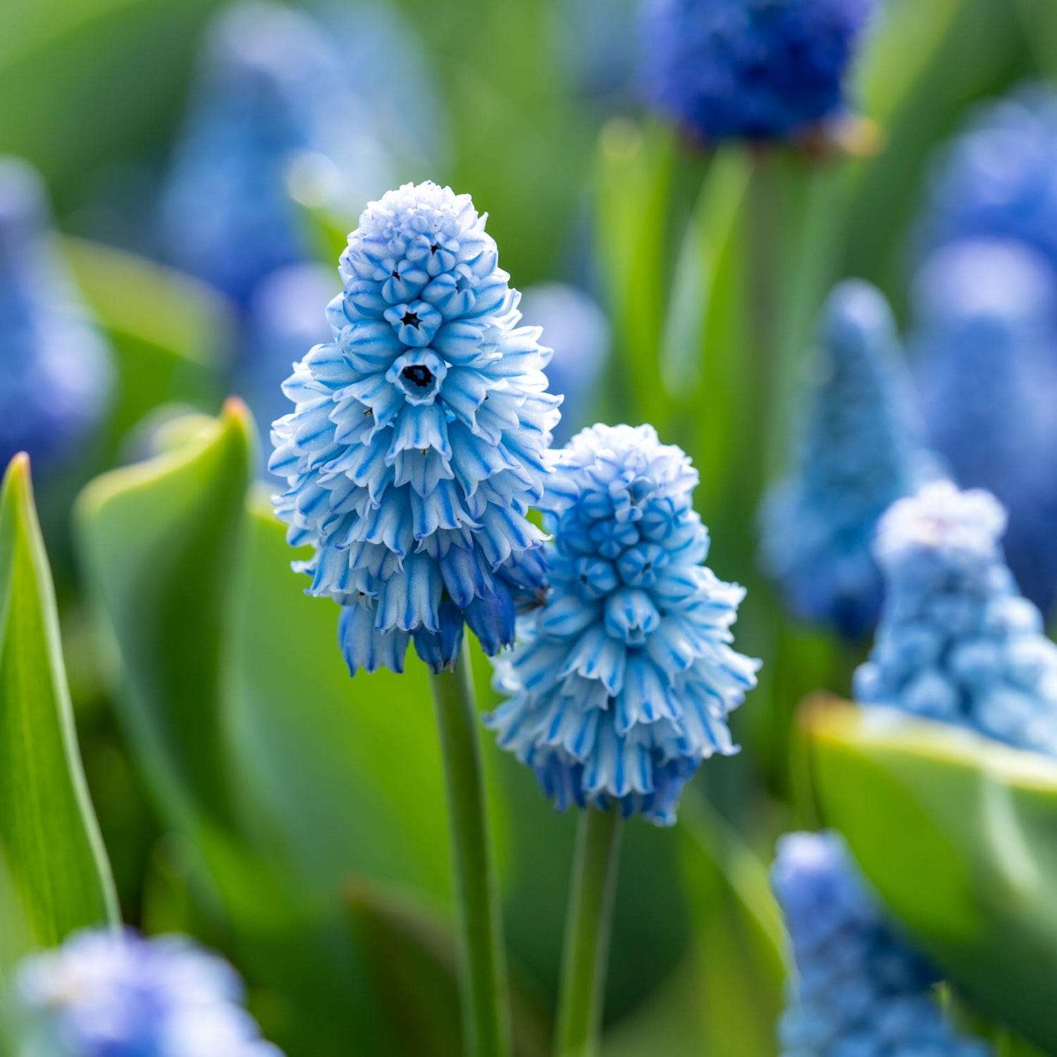 Muscari  'Azureum'