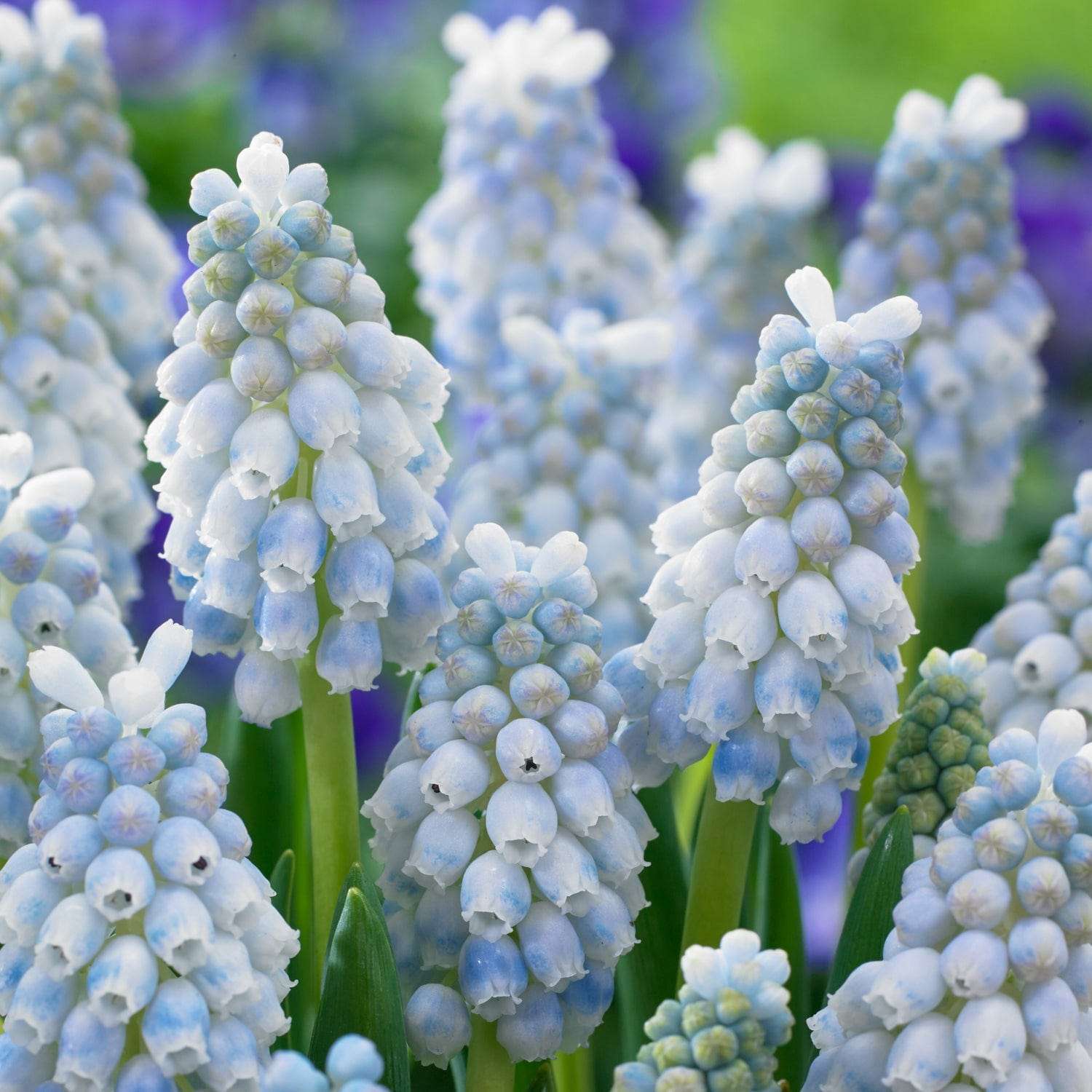 Muscari 'Peppermint'