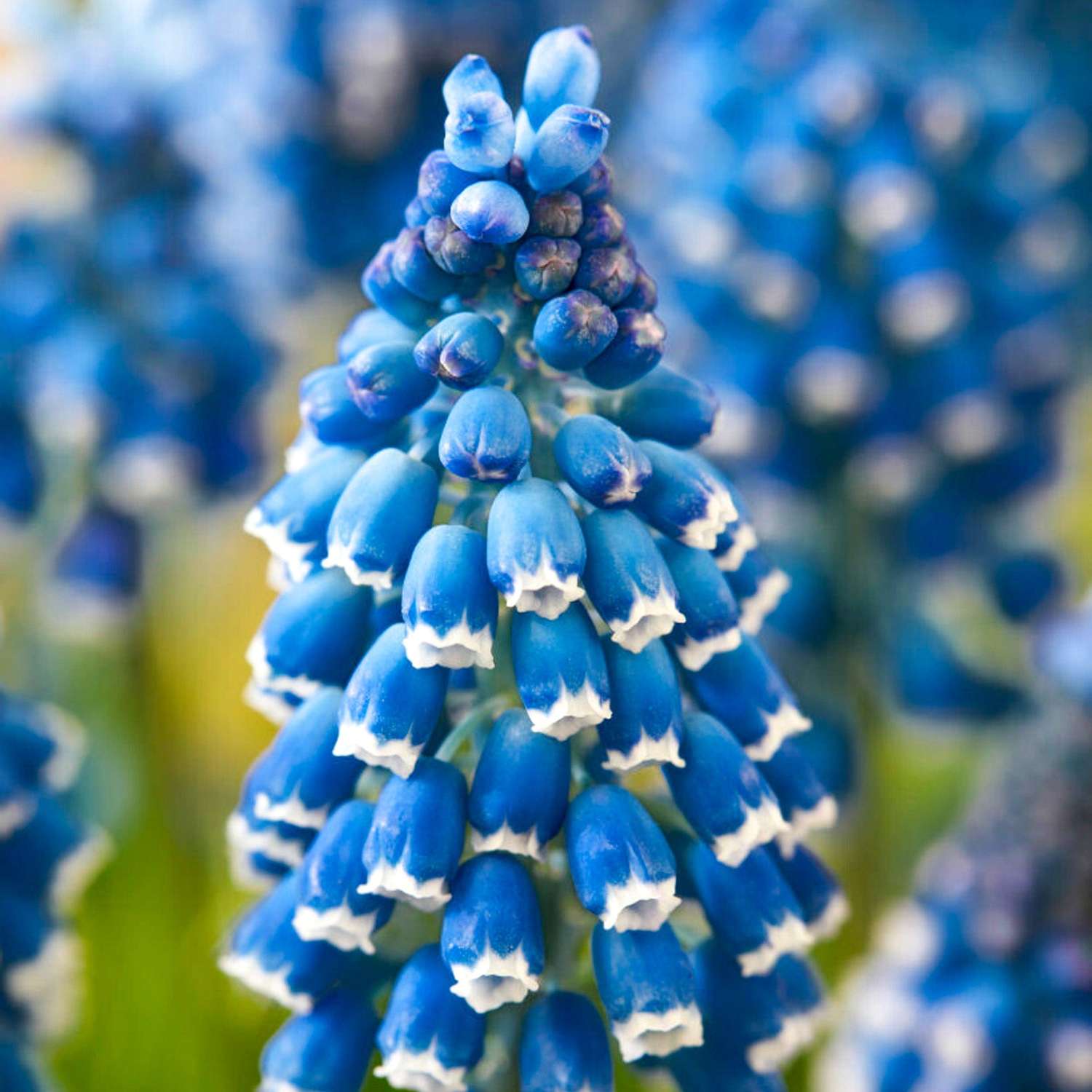 Muscari 'Soulmate'