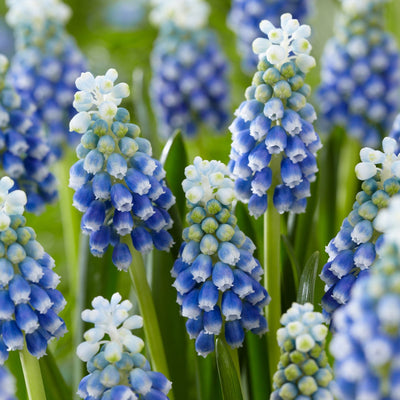 Muscari 'Touch of Snow'