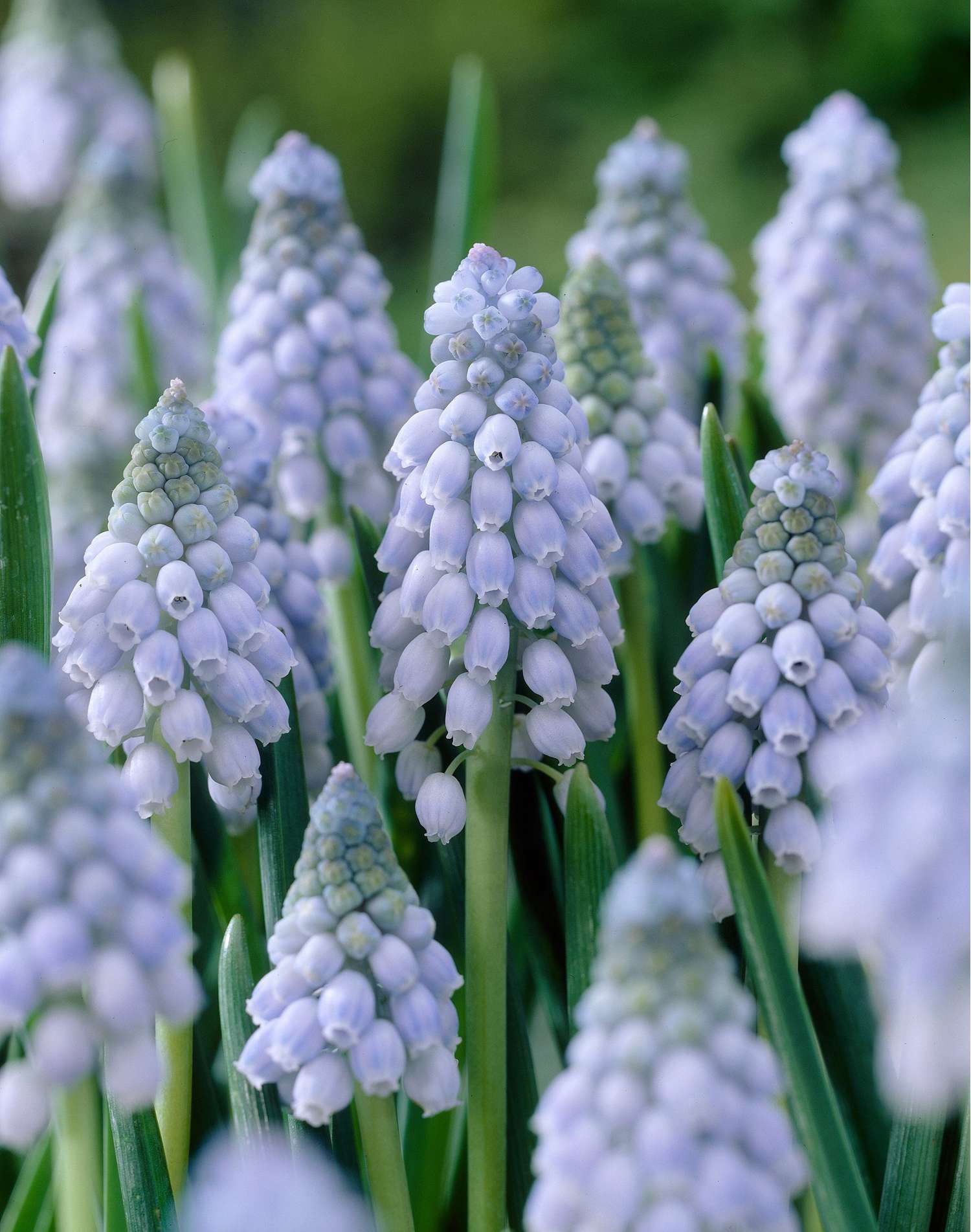 Muscari 'Valerie Finnis'