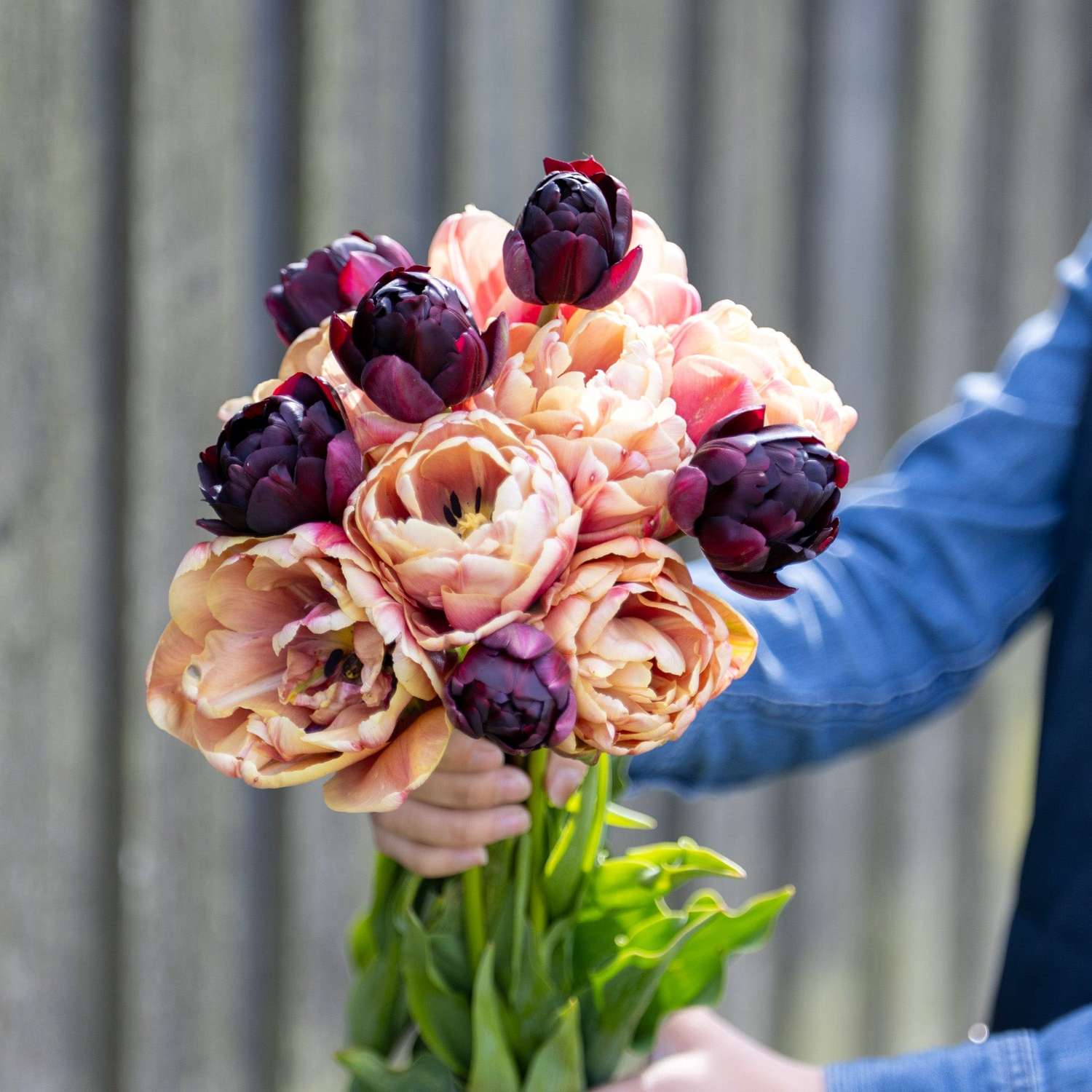 Tulipanblanding 'Nadjas'