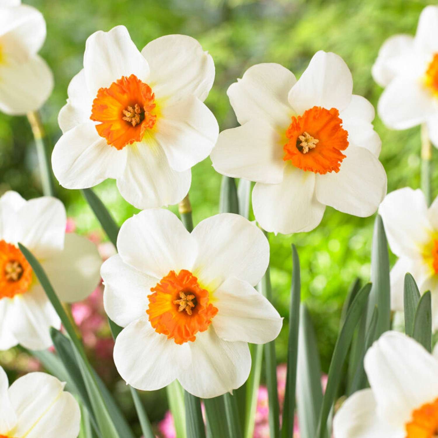 Narcissus 'Barrett Browning'