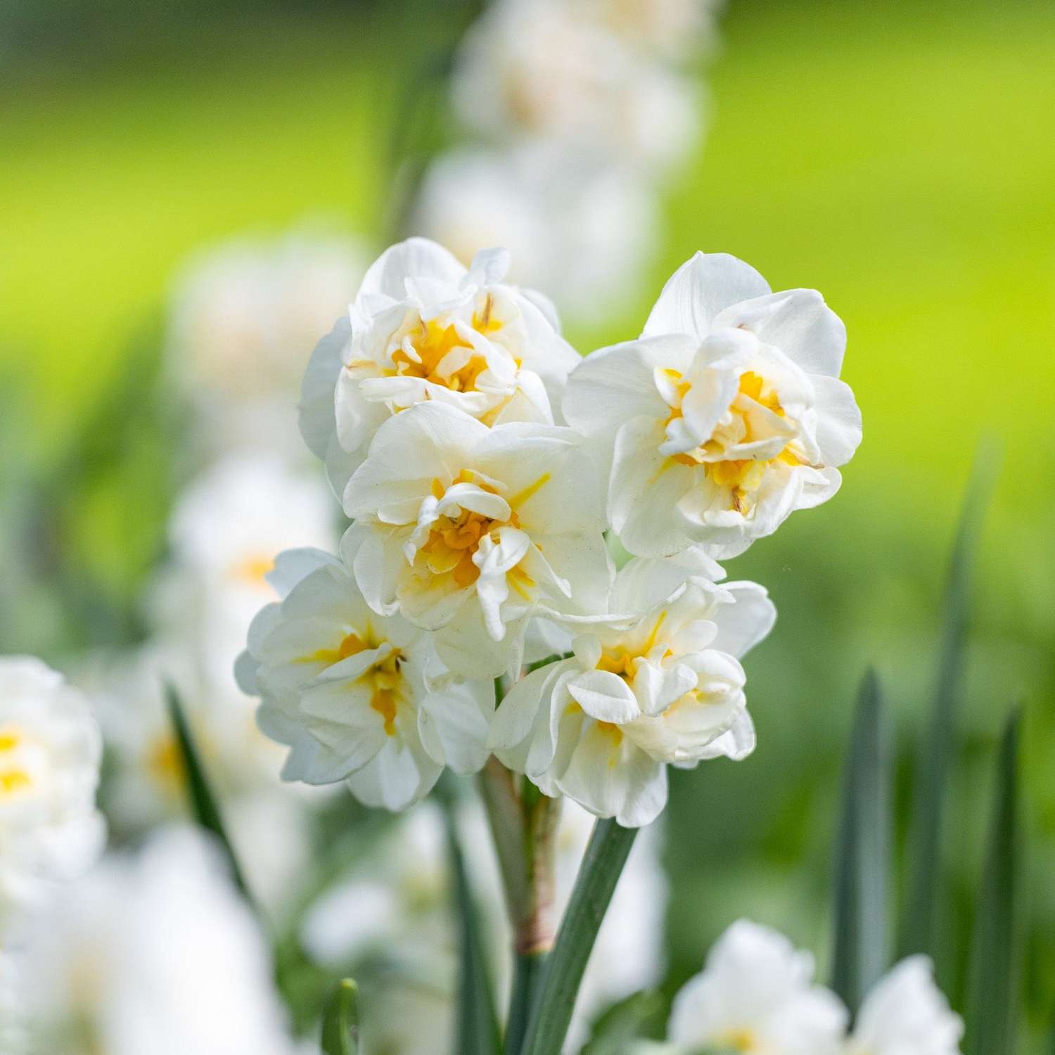 Narcissus 'Bridal Crown'