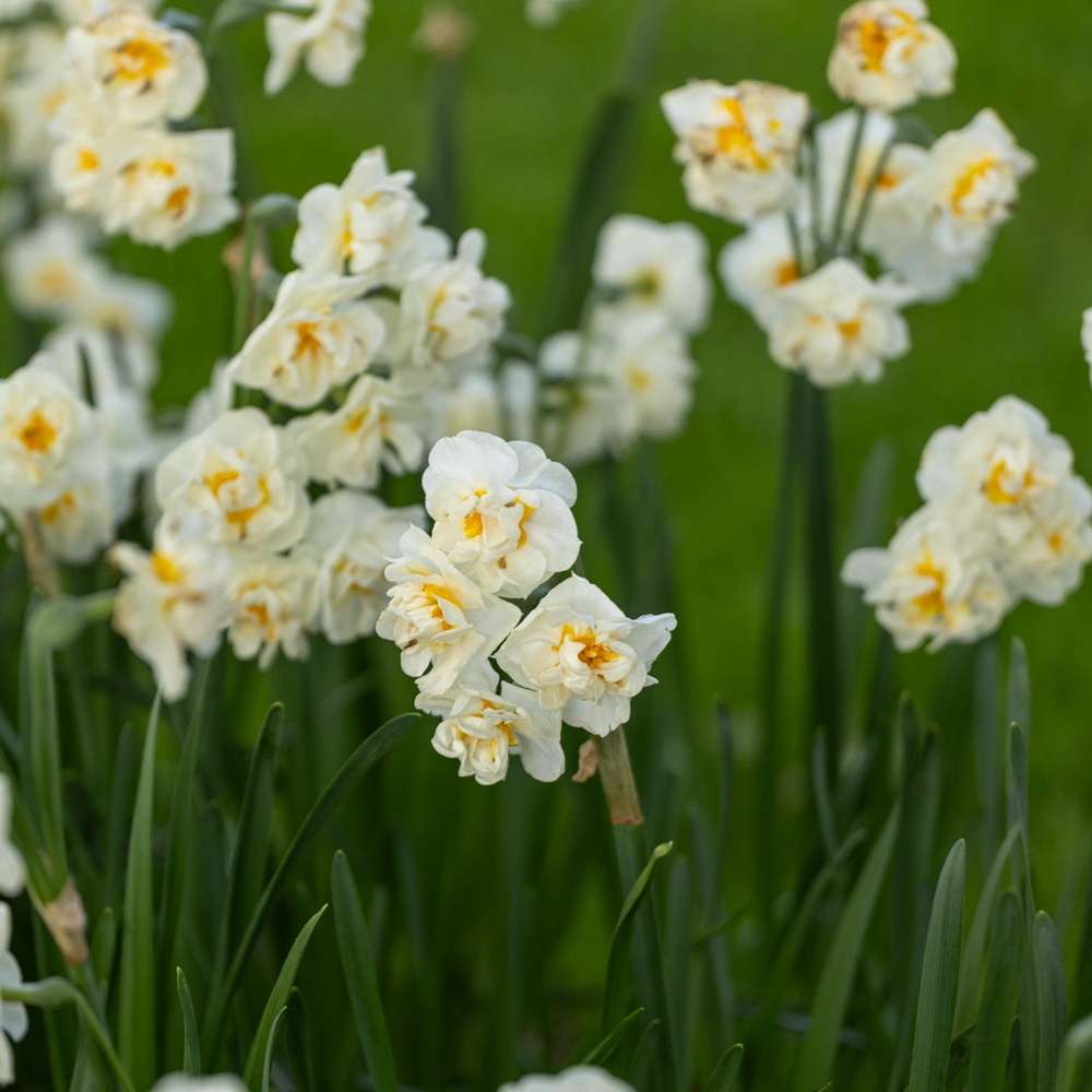 Narcissus 'Bridal Crown'