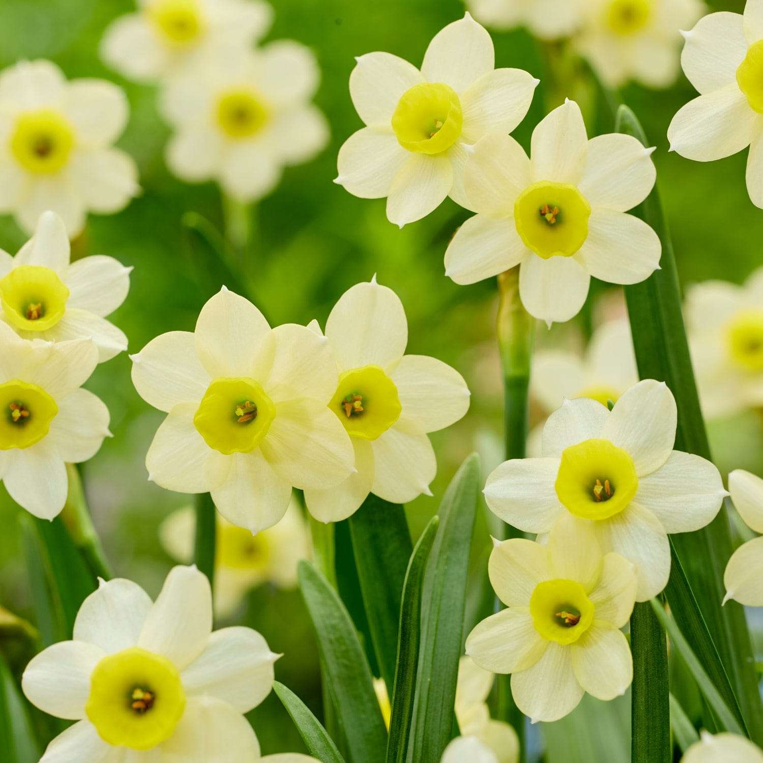 Narcissus 'Minnow'