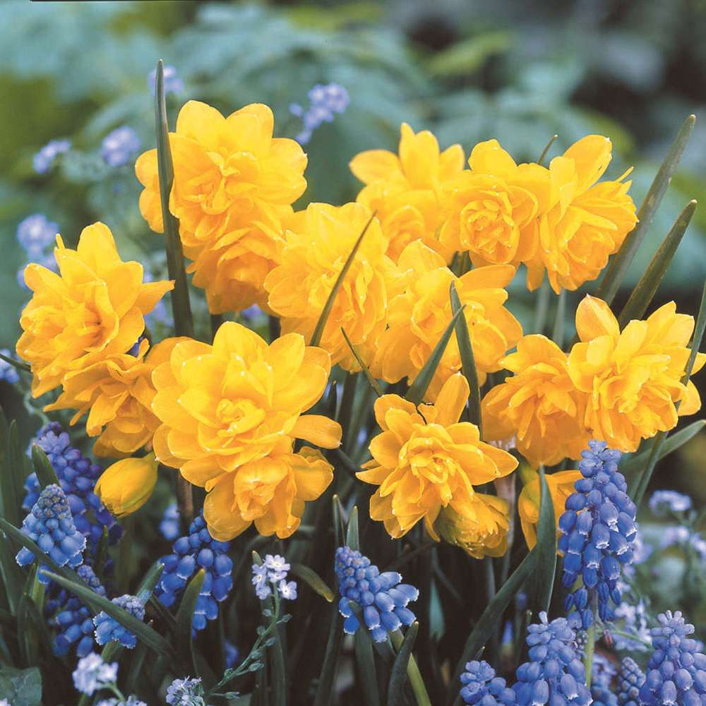 Narcissus 'Pencrebar'