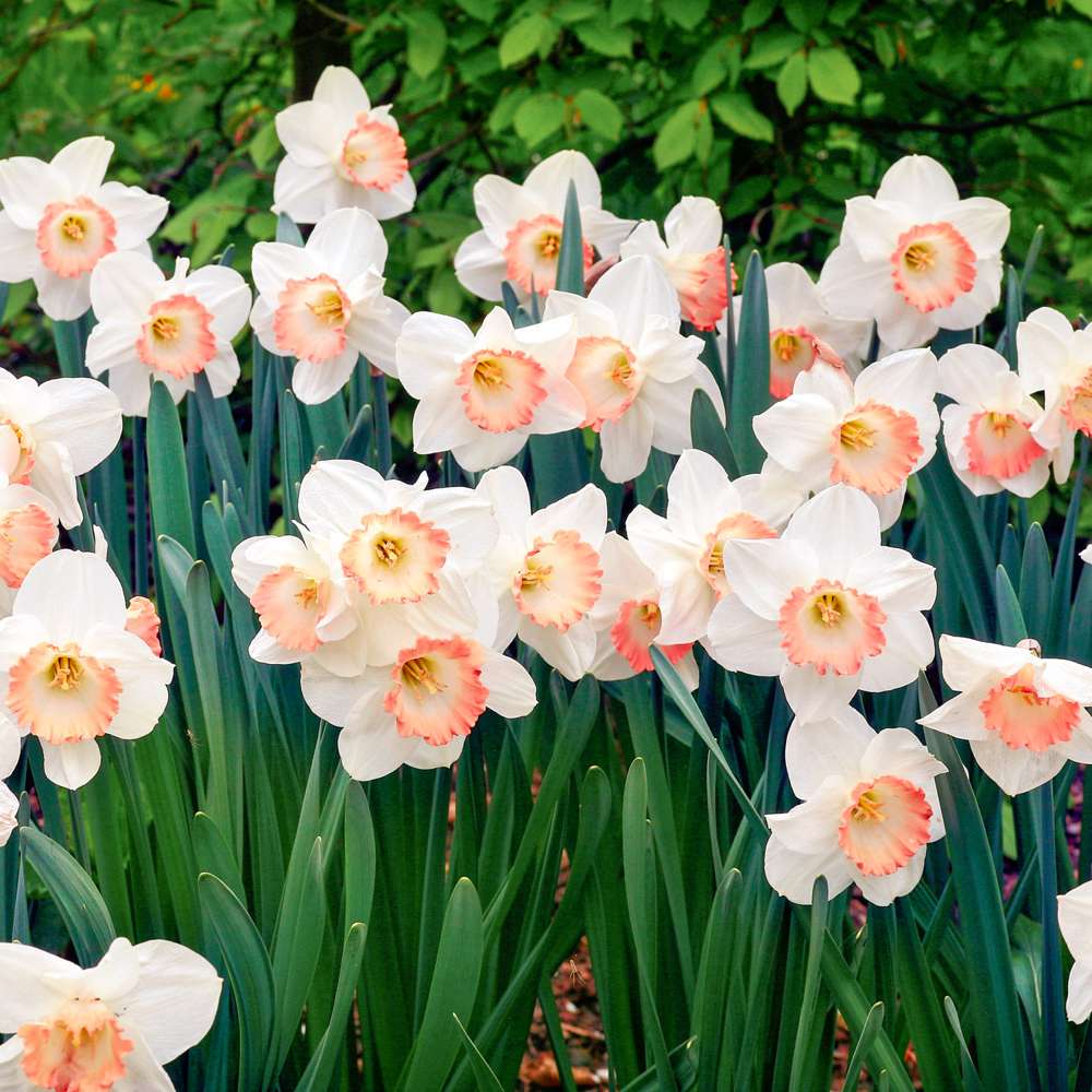 Narcissus Pink Charm