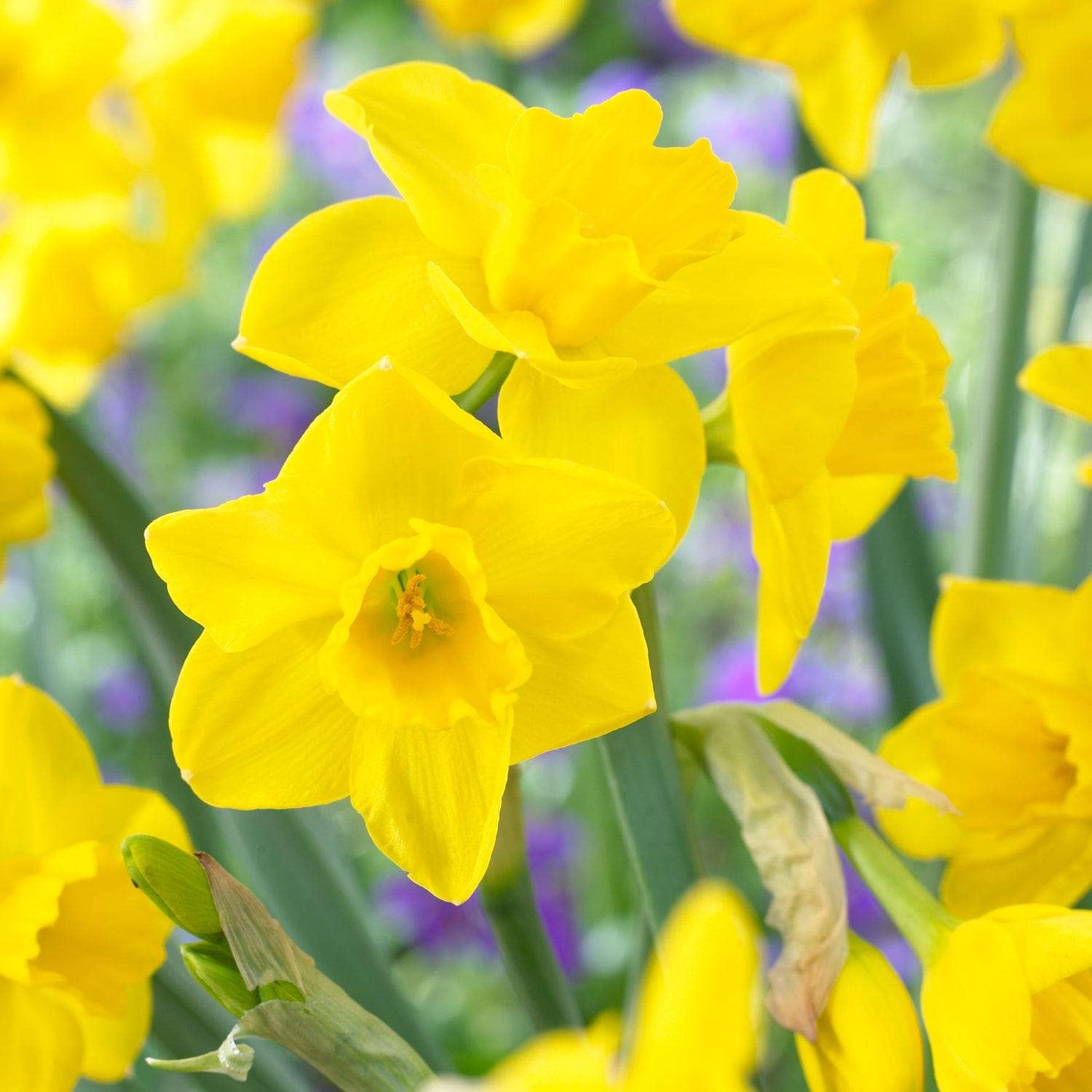 Narcissus 'Quail'
