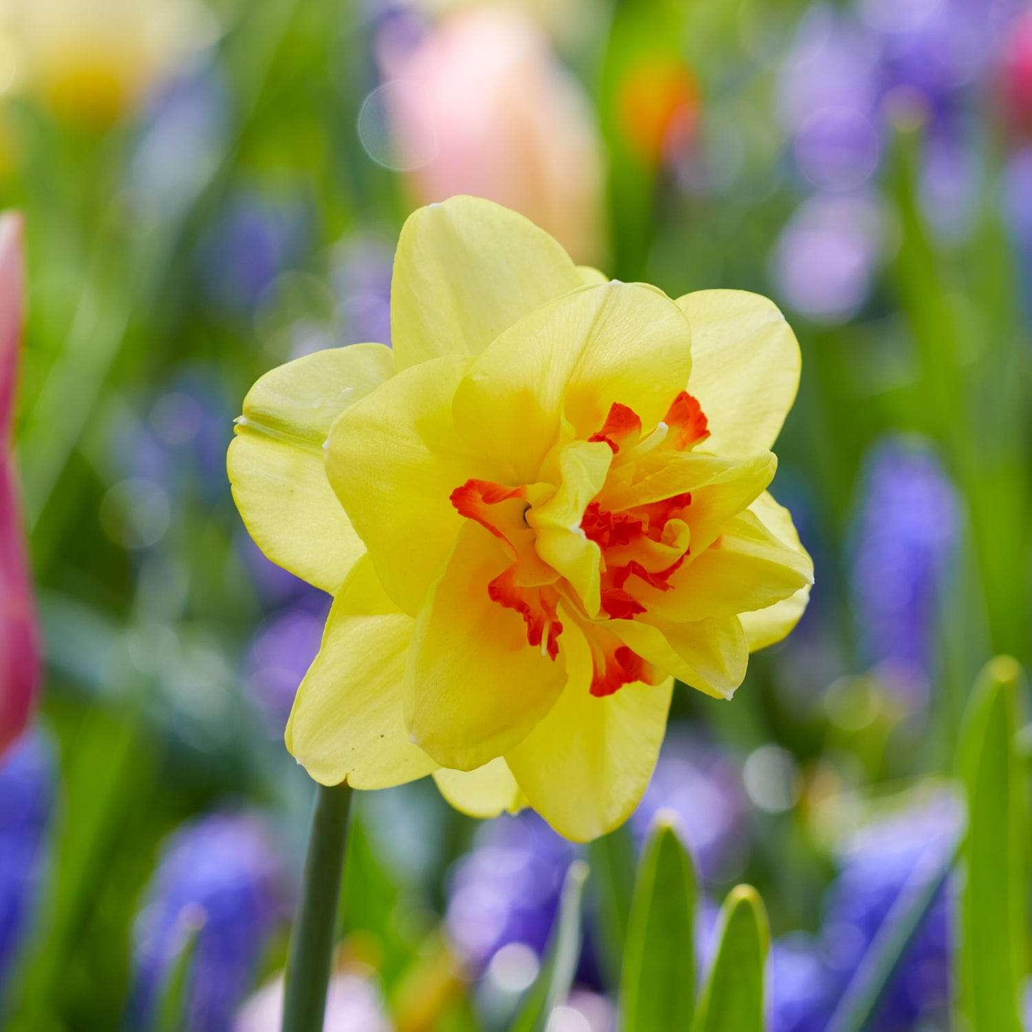 Narcissus 'Tahiti'