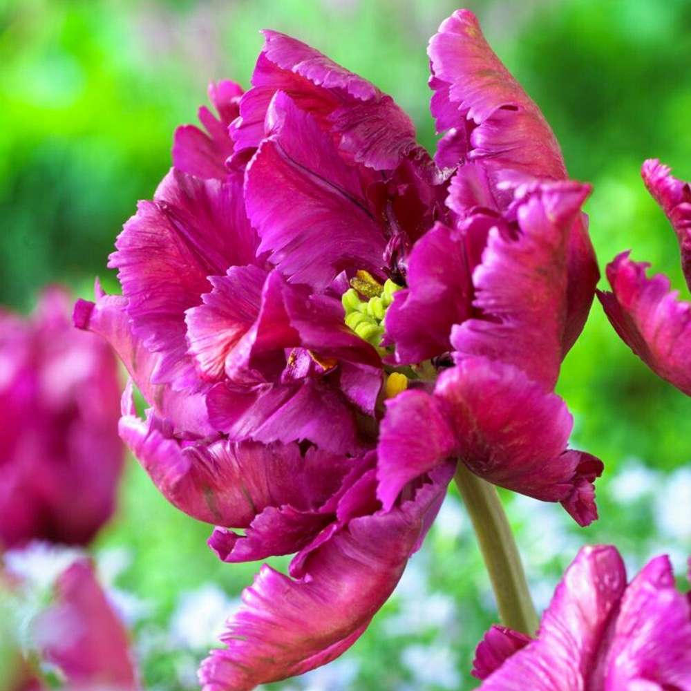 Tulipan 'Negrita Parrot'